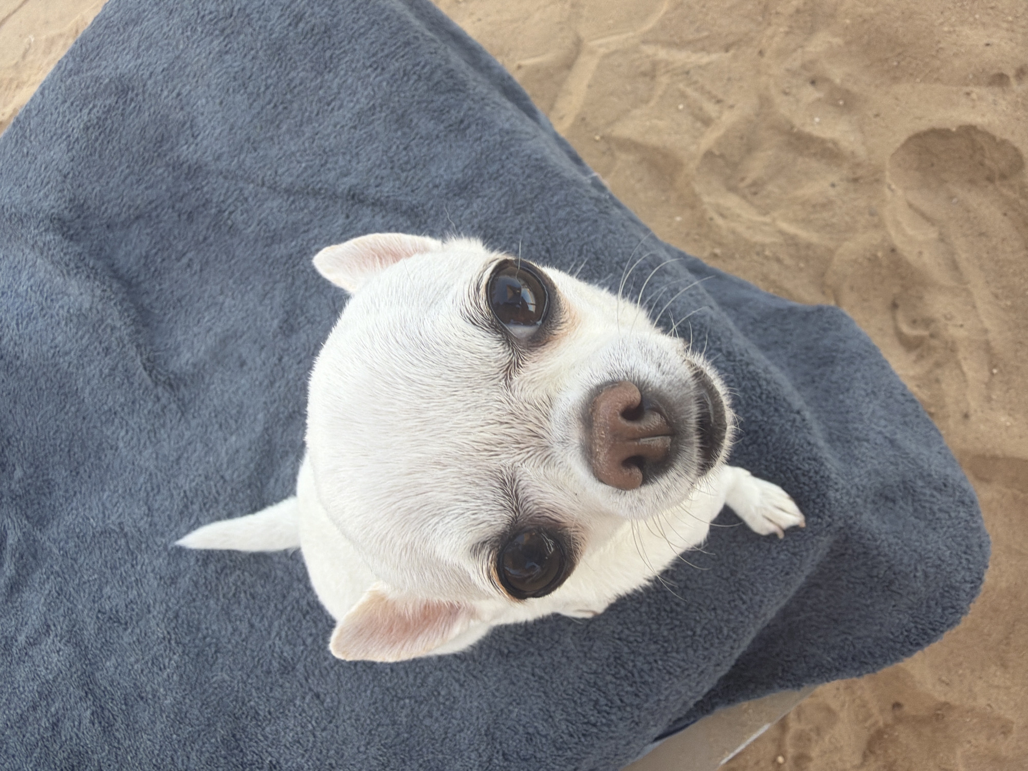 An overhead shot captures a white Chihuahua dog resting on a dark blue towel placed on sandy ground. The dog's face is prominent, with large, dark eyes and a pink nose. Its white fur appears slightly damp. The sandy ground suggests an outdoor location, possibly a beach or park area. The scene is devoid of any human presence, and the dog is the sole subject.