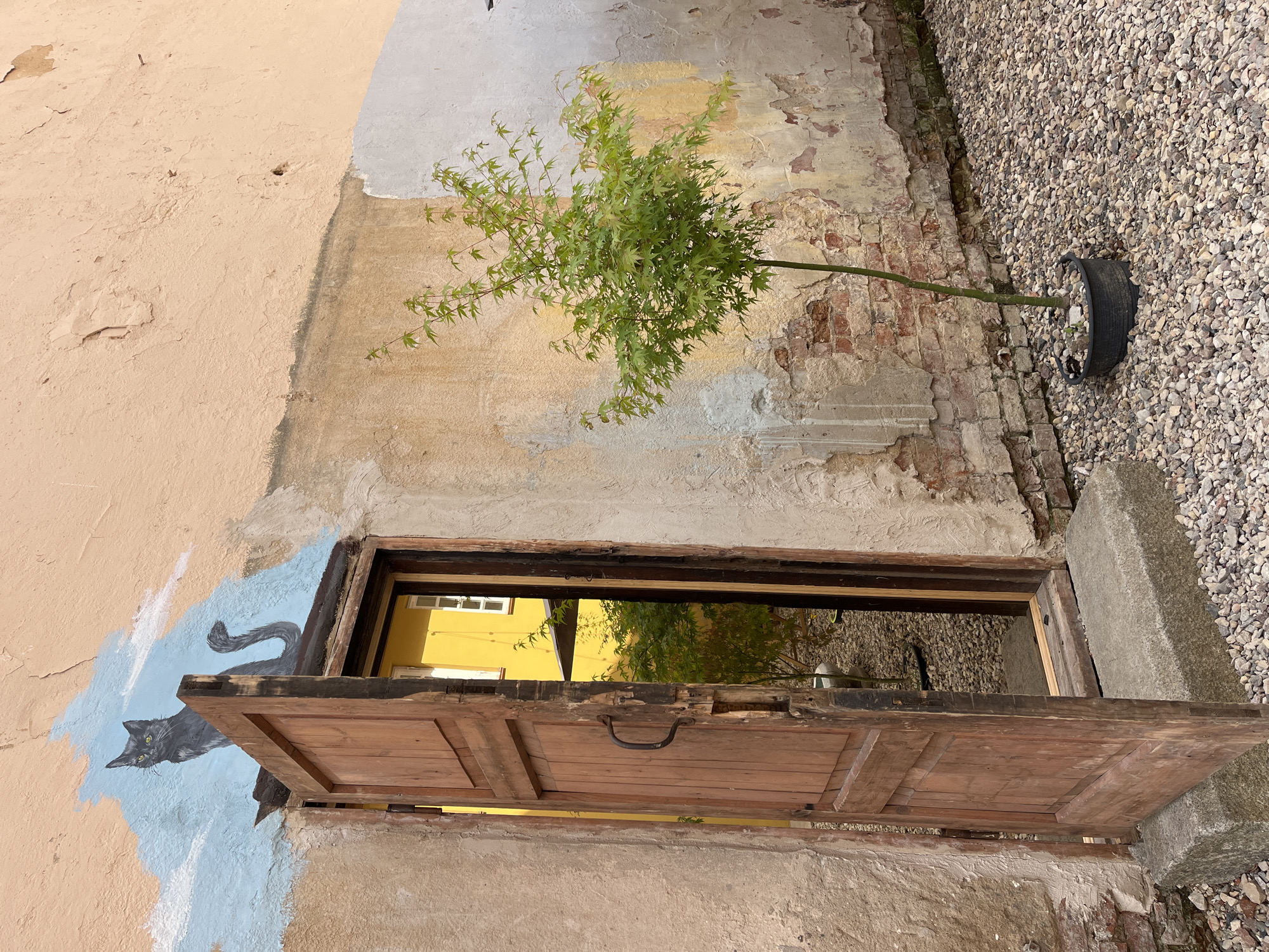 The image captures a narrow, gravel-covered courtyard in front of an old building with a distressed, peach-colored wall. A rustic, open wooden door, appearing aged and weathered, is positioned slightly off-center to the left. Above the doorway, a mural depicts a black cat sitting against a backdrop of blue sky and white clouds. To the right of the door, a small, potted green tree with delicate, serrated leaves stands in the gravel. The reflection in the open doorway shows a bright yellow building with white-trimmed windows, suggesting another structure across the courtyard. The overall impression is one of a historic and somewhat neglected urban space.