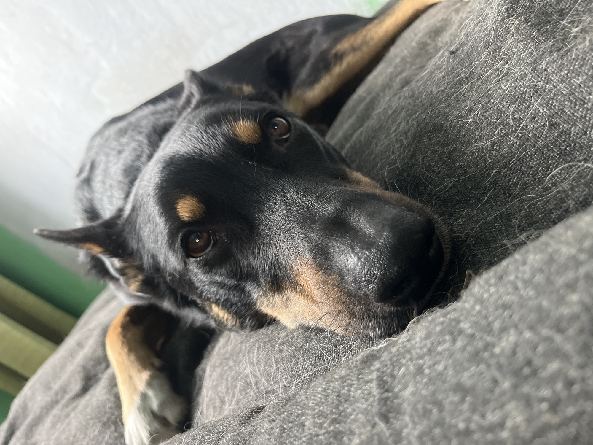 A black and tan dog is lying on a textured gray surface, with its head resting down and looking towards the camera. The dog's fur is dark on its back and head, with tan markings above its eyes, on its muzzle, and on its paws. The dog's eyes are brown and appear to be reflecting light. In the background, there are hints of green and white, suggesting an indoor environment with some soft furnishings or blinds. The image is taken from a close-up perspective, focusing on the dog's face and upper body. There is no indication of the city of Nizhny Tagil, Russia, in this image.