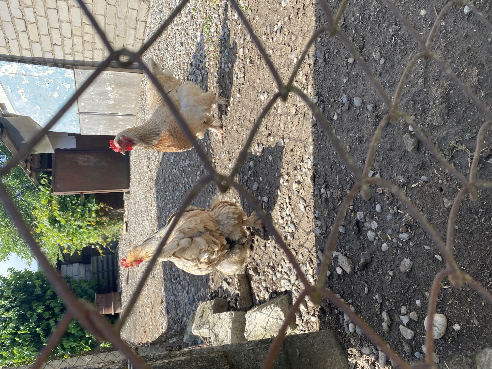 Two chickens are visible in a rural outdoor setting, partially obscured by a wire fence. The chicken on the left is facing away from the camera, while the chicken on the right faces the camera. The ground is covered with dirt and small stones, and there is vegetation in the background. A brick building is also visible to the right. The image appears to be taken during the day, with natural lighting. The scene is consistent with a farmyard or backyard in a rural area.