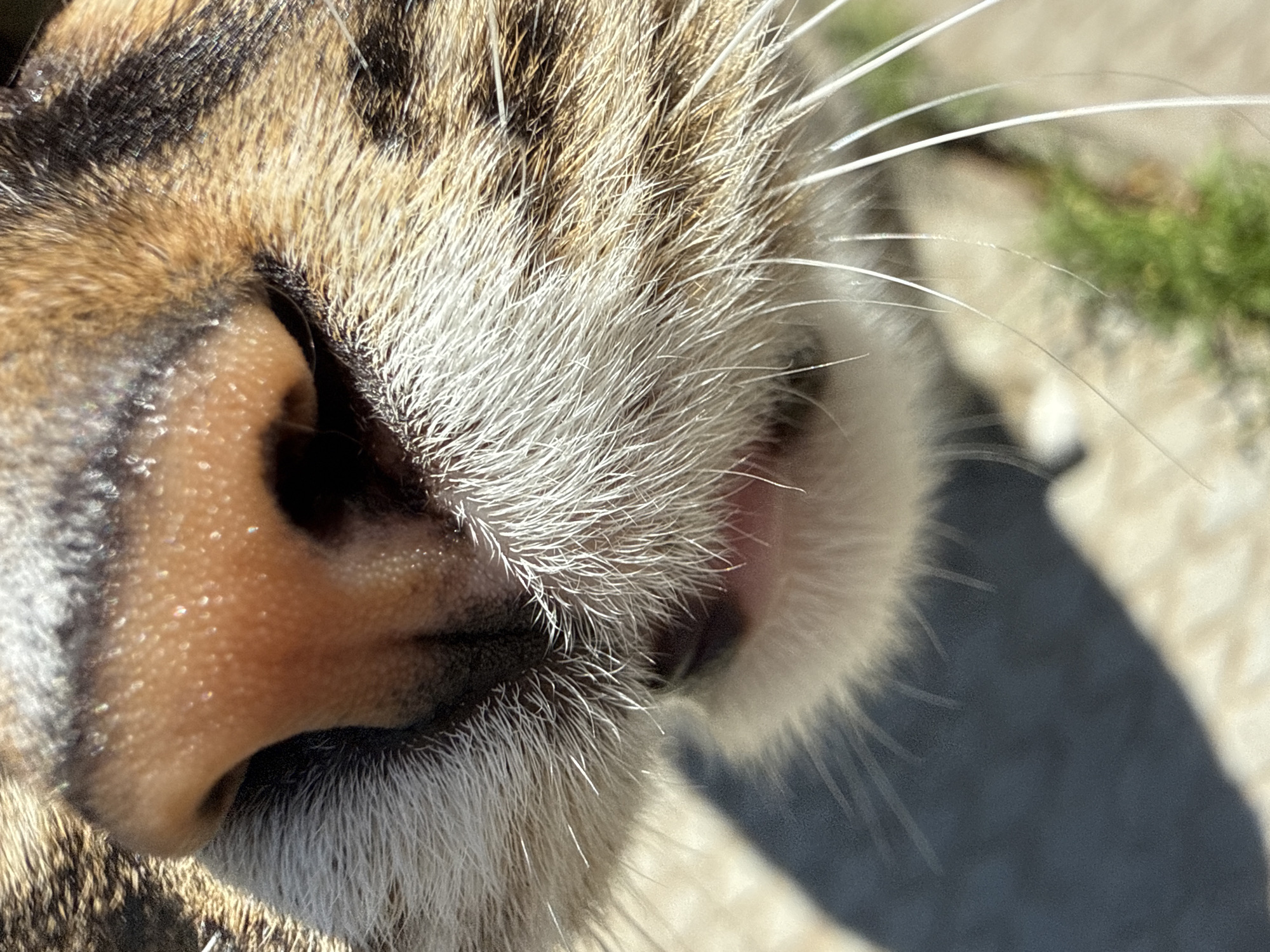 The image is a close-up, macro shot of a tabby cat's nose and mouth area. The cat's fur is visible, with brown and black stripes. The nose is a light brown color with a moist, textured surface. White whiskers are prominent, fanning out from the sides of the nose and mouth. A small portion of the cat's mouth is visible, appearing pink. The background is blurred, showing a dark shadow on the left side and a patch of green foliage on the right, suggesting an outdoor setting. The image is entirely focused on the facial features of the cat. There is no indication of any location in Votkinsk, Russia, or any other specific geographical area.