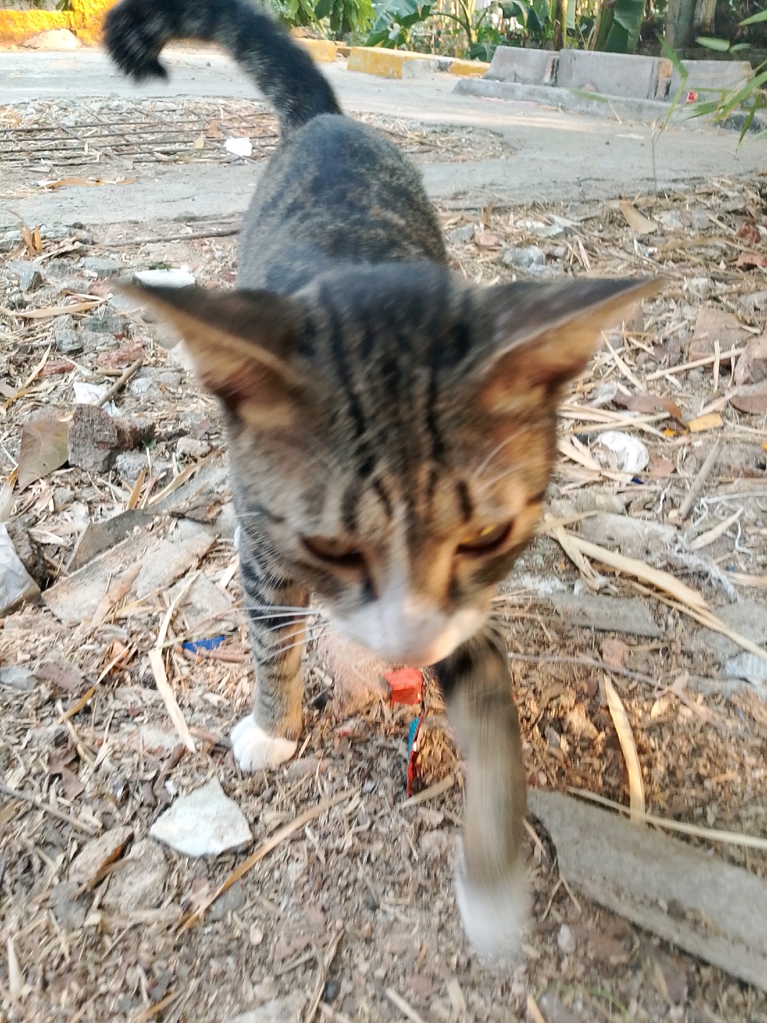 An eye-level, slightly low-angle shot captures a tabby cat in motion on a rough, debris-strewn surface. The cat, facing the camera with its head down and body angled to the right, exhibits a mottled brown and black striped coat with white markings on its chest and paws. Its tail curves upward and to the left, a dark mass against the background. The immediate ground is a mix of dirt, small stones, and dried leaves. In the background, a paved area with yellow and grey concrete barriers and lush green foliage suggests an outdoor urban setting, potentially in East Jakarta, Indonesia. The scene is illuminated by natural daylight, casting soft shadows.