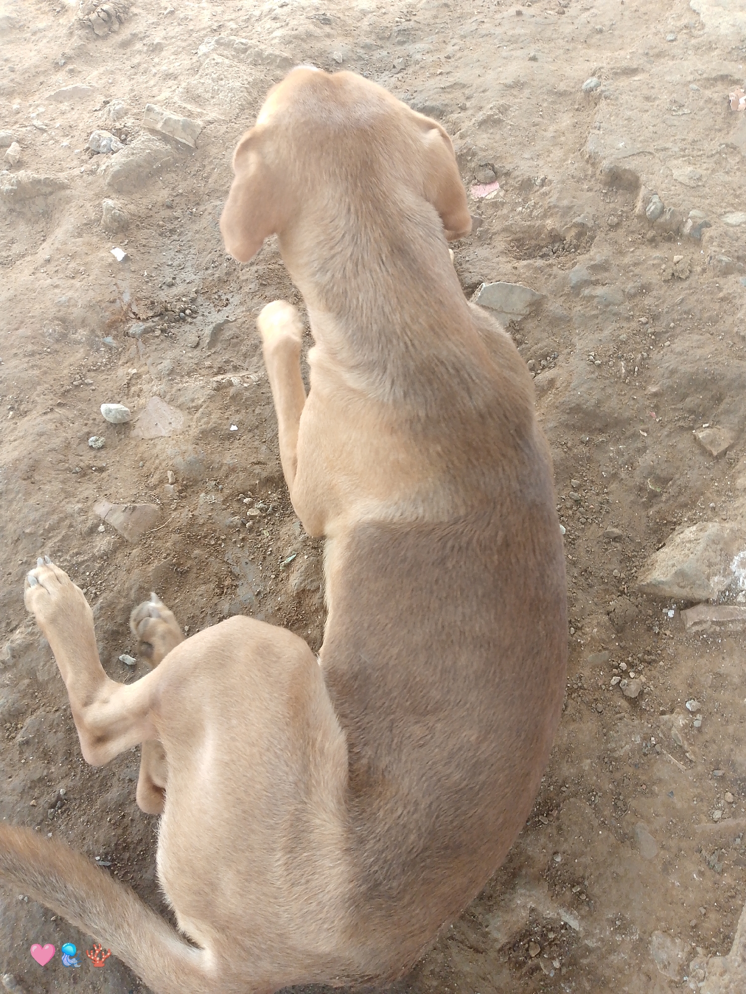 A tan-colored dog lies on a dirt and gravel surface. The dog is facing away from the camera, with its head turned slightly to the left. Its paws are splayed out. The ground is uneven and appears to be a dry, outdoor area. There are some small rocks and debris scattered on the ground. The lighting suggests it is daytime. The image does not contain any identifiable landmarks or structures that would indicate a specific location within El Cercado, Venezuela.