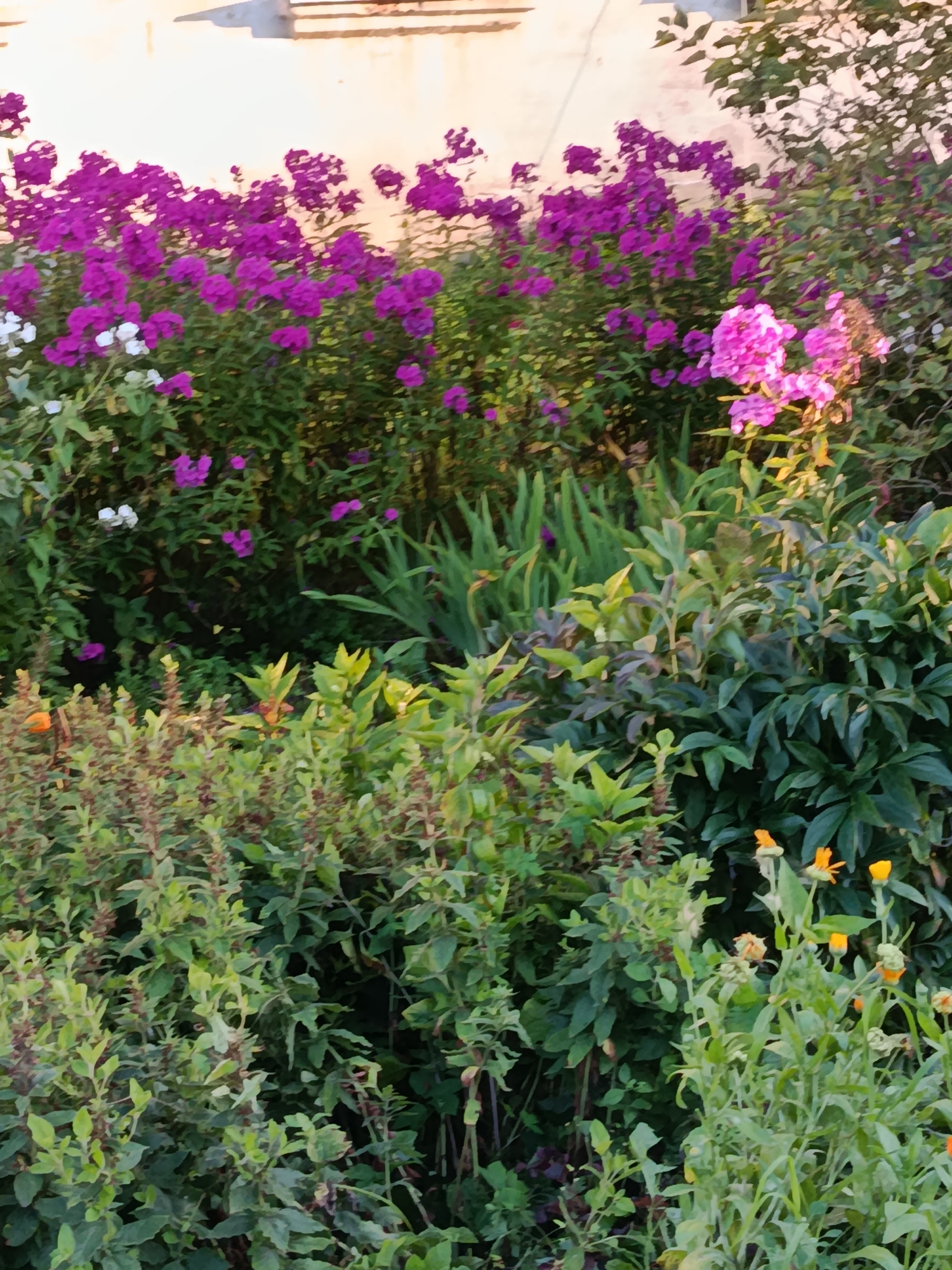 A vertical, slightly blurry, medium shot captures a vibrant garden in the city of Vereya, Russia. In the foreground, lush green foliage with some brown seed heads dominates the lower portion of the frame. Mixed within this are several small, orange flowers. The middle ground features more dense green foliage and some taller plants with purplish-green leaves. The background is filled with clusters of bright purple flowers, interspersed with a few white blooms, cascading down from a wall that appears to be part of a building, its lower section painted a light beige color with horizontal bands. The overall impression is of a well-tended, colorful garden, possibly a residential backyard or a public green space. There are no people or animals visible in the image.