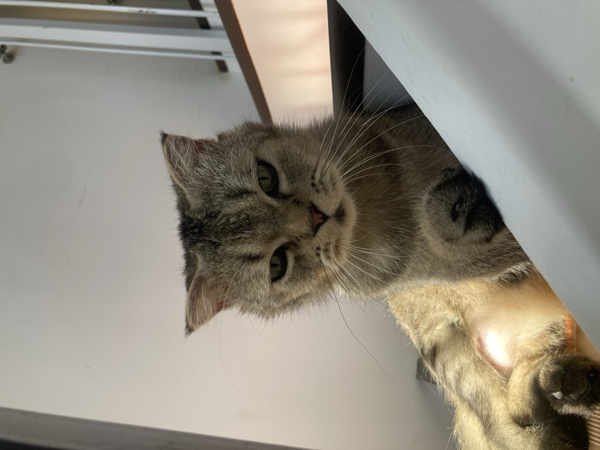 A close-up, low-angle, eye-level shot features a tabby cat with green eyes and a patterned coat resting on a white surface, possibly a stair railing. The cat is looking directly at the camera with a slightly stern expression. Sunlight illuminates the cat's fur, highlighting its stripes and whiskers. In the background, a white wall and a railing with wooden steps are visible, suggesting an indoor setting like a house or apartment building. The image does not provide information about the location in Davao City, Philippines.