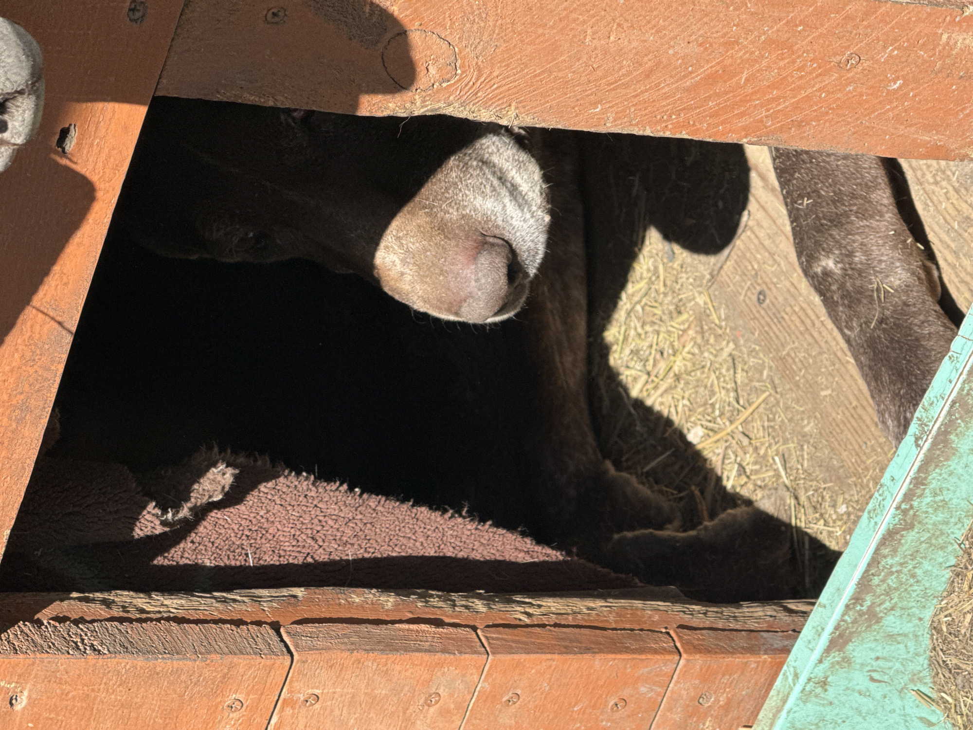 An overhead shot shows a brown dog lying in a dog house. The dog's grey-striped nose is visible. Brown bedding is on the floor of the house, and hay is on the ground outside the house. The dog house is made of orange and green painted wood. The location in the city of Rostov-on-Don, Russia is not evident in the image.