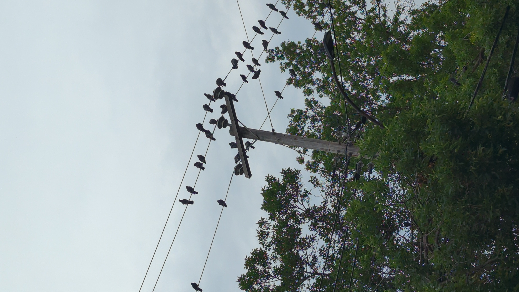 A flock of pigeons is perched on power lines suspended from a wooden utility pole, set against a cloudy sky. The pole is positioned amidst dense green foliage from trees. A streetlamp is visible in the lower right of the frame. This scene was captured in Montreal, Canada.