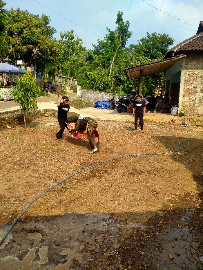 The image captures an outdoor scene in Gebyog, Indonesia, under clear daylight conditions. The foreground consists of dry, reddish-brown earth with a significant patch of muddy water and small stones on the lower left, connected to the mid-ground by a blue hose extending diagonally towards the right.
In the mid-ground, three individuals are present. On the left, a person wearing a black t-shirt, black pants, dark sunglasses, and a headband is actively swinging a whip-like object with both hands, facing towards the right. This individual is barefoot. To their right, a second barefoot person, covered in dark material and wearing what appears to be traditional attire with yellow and brown fabric details, is bent over and interacting with a stylized, dark-colored horse or animal prop adorned with red and yellow elements. A third individual stands to the right, observing the action with hands on hips, also barefoot, dressed in a black t-shirt with white lettering and dark pants, and wearing a dark cap.
The background features a light blue house with a reddish-brown brick facade and a tiled roof on the right side. An extended wooden-beamed awning shelters several seated and standing individuals. Multiple motorcycles are parked near the house, partially covered by a blue tarp. To the left, a small, leafy green tree stands in front of a low concrete wall. Further left, a paved road or path is visible, leading to a white concrete fence with decorative pillars. A market stall with a blue awning and merchandise, displaying "POPS" lettering, is visible in the far left background. Dense green foliage and tall trees dominate the upper background, under a bright, clear sky.