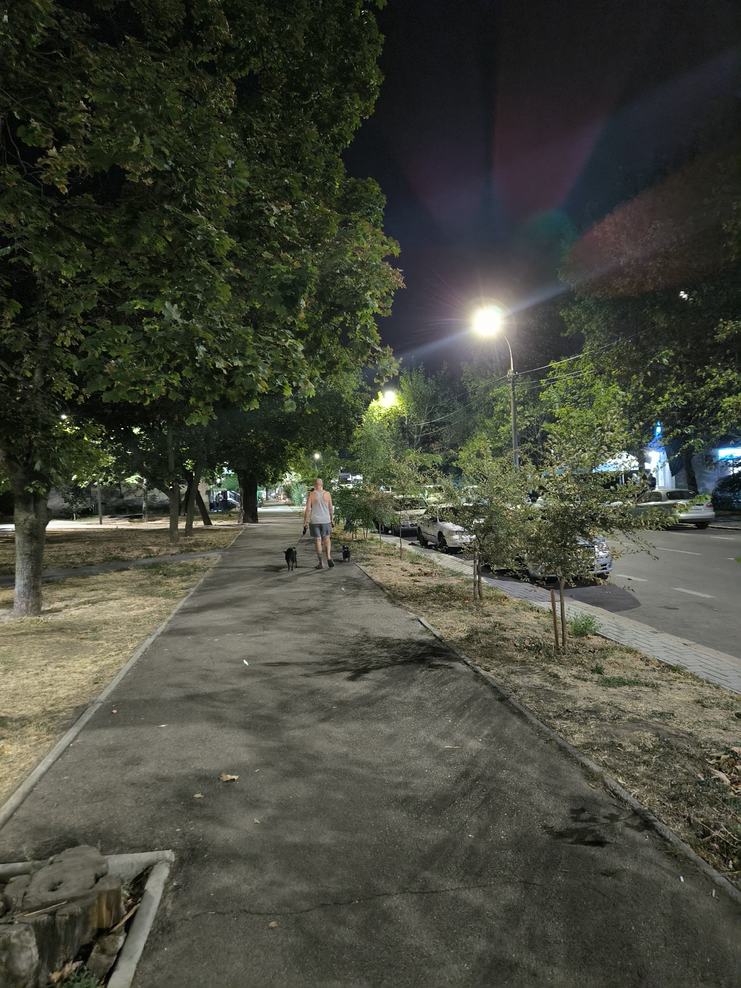 A man walks two dogs on a paved sidewalk at night in Mykolaiv, Ukraine. The man, wearing a light-colored tank top and dark shorts, is seen from behind as he walks away from the viewer, with the dogs on leashes ahead of him. The sidewalk runs alongside a street lined with parked cars and mature trees. A street lamp illuminates the scene. The ground on the left side of the sidewalk is covered with dry grass and fallen leaves. The overall impression is a quiet, urban evening stroll.