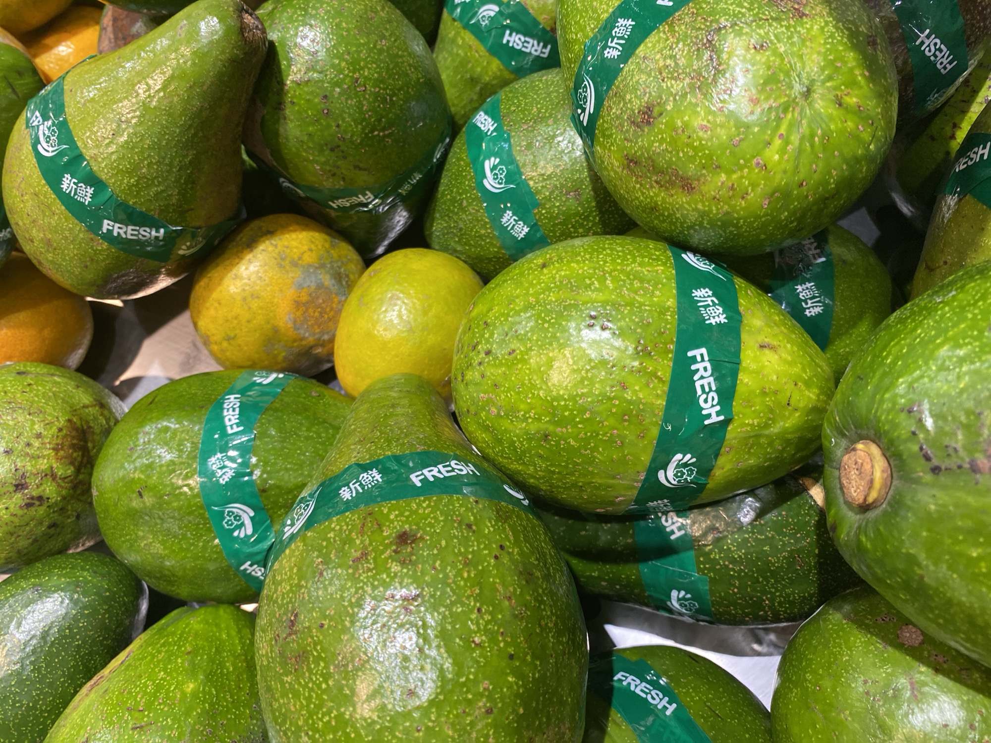The image displays a close-up, overhead view of a pile of ripe avocados. The avocados are primarily a vibrant green color, with some exhibiting speckled brown marks on their skin, characteristic of ripeness. Each avocado is encircled by a green band that reads "FRESH" in white English text and Chinese characters. The avocados are tightly packed together, filling the frame. Some oranges, with yellow and orange mottled skin, are also visible interspersed among the avocados, particularly towards the right side and upper middle of the image. The lighting suggests an indoor setting, possibly a market or grocery store. The image is a still photograph and does not depict any people or actions. No specific location in Banda Aceh, Indonesia can be identified from the image itself.