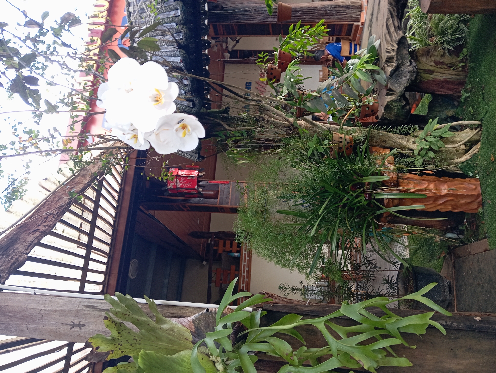 In the city of Chư Sê, Vietnam, this image captures an outdoor seating area, likely a cafe or restaurant, adorned with lush greenery. In the foreground, a large staghorn fern hangs from a wooden post, its broad, green fronds fanning out. To the right, a white orchid blooms on a branch, its delicate petals illuminated. Several potted plants, including asparagus fern and other foliage, are strategically placed around the area, some in rustic, terracotta-colored pots. A unique, live-edge wooden table and seating area are prominent, with the rough texture of the wood contrasting with the surrounding plants. In the background, a two-story wooden structure with a dark, tiled roof is visible, suggesting the main building of the establishment. The upper level of the building features open-air wooden beams and a slatted roof, allowing natural light to filter through. People are seated at tables in the background, one individual wearing a blue shirt. Red decorative lanterns hang from the eaves of the building. The ground is covered in green grass, creating a natural and inviting atmosphere. The overall scene conveys a sense of relaxed outdoor dining amidst abundant plant life in Chư Sê.