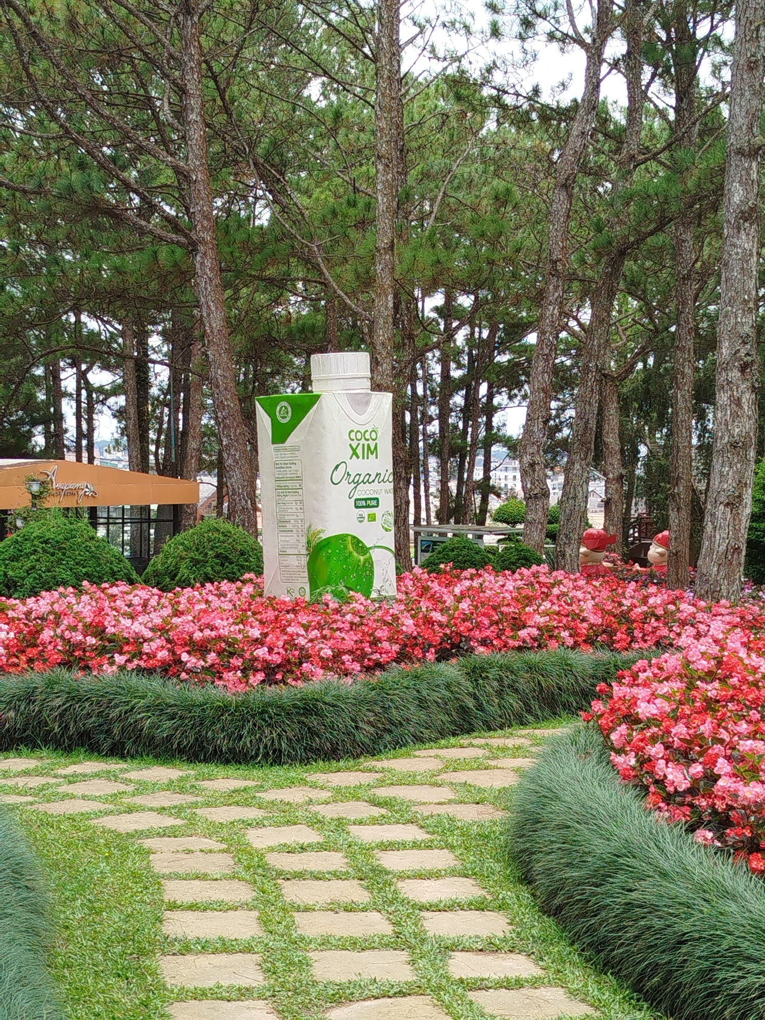 The image captures a vibrant garden scene in Lâm Viên - Đà Lạt, Vietnam. Dominating the center is a large, oversized carton of "Coco Xim Organic Coconut Water," standing upright. The carton is white with green text and features an illustration of a coconut. It is surrounded by a dense bed of pink and red flowers, which form a colorful border. Behind the flowers, a pathway made of light-colored square stones interspersed with grass winds through the scene. Tall pine trees with rough bark and green foliage form a dense backdrop, creating a forest-like atmosphere. In the mid-ground, to the left, a portion of a building with an orange awning and the text "An...rang" is visible. Further to the right, two small gnome-like figures, one wearing a red hat, are partially visible amidst the greenery. The sky above is overcast, suggesting a diffused natural light. The overall impression is a beautifully landscaped garden, possibly a tourist attraction, with a prominent product placement.