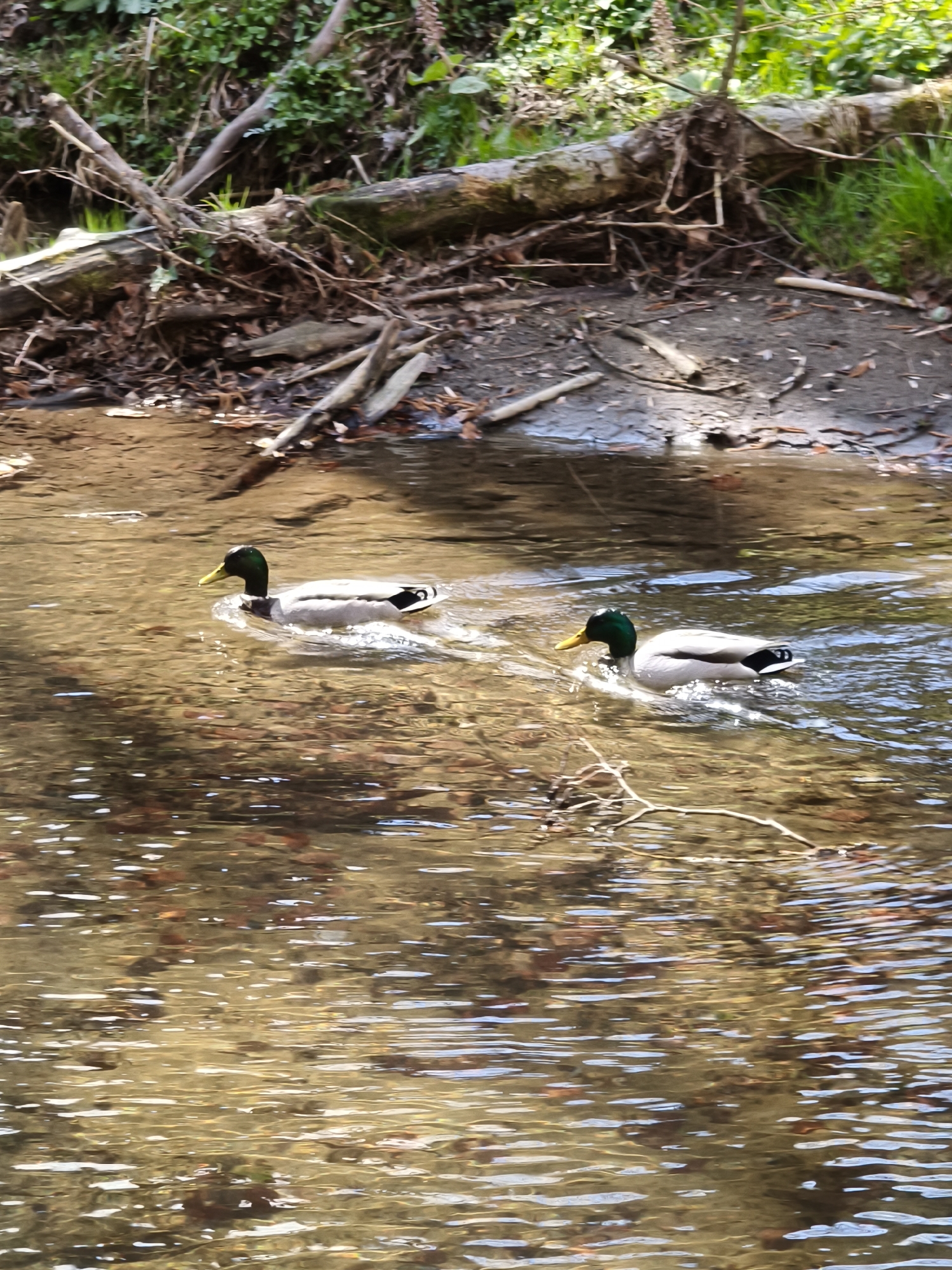 Two mallard ducks swim in a shallow, clear stream. The water is slightly murky, with visible reflections and ripples. The stream bed appears to have fallen leaves. The bank on one side shows a fallen log and some vegetation. The location is possibly Mortantsch, Austria.