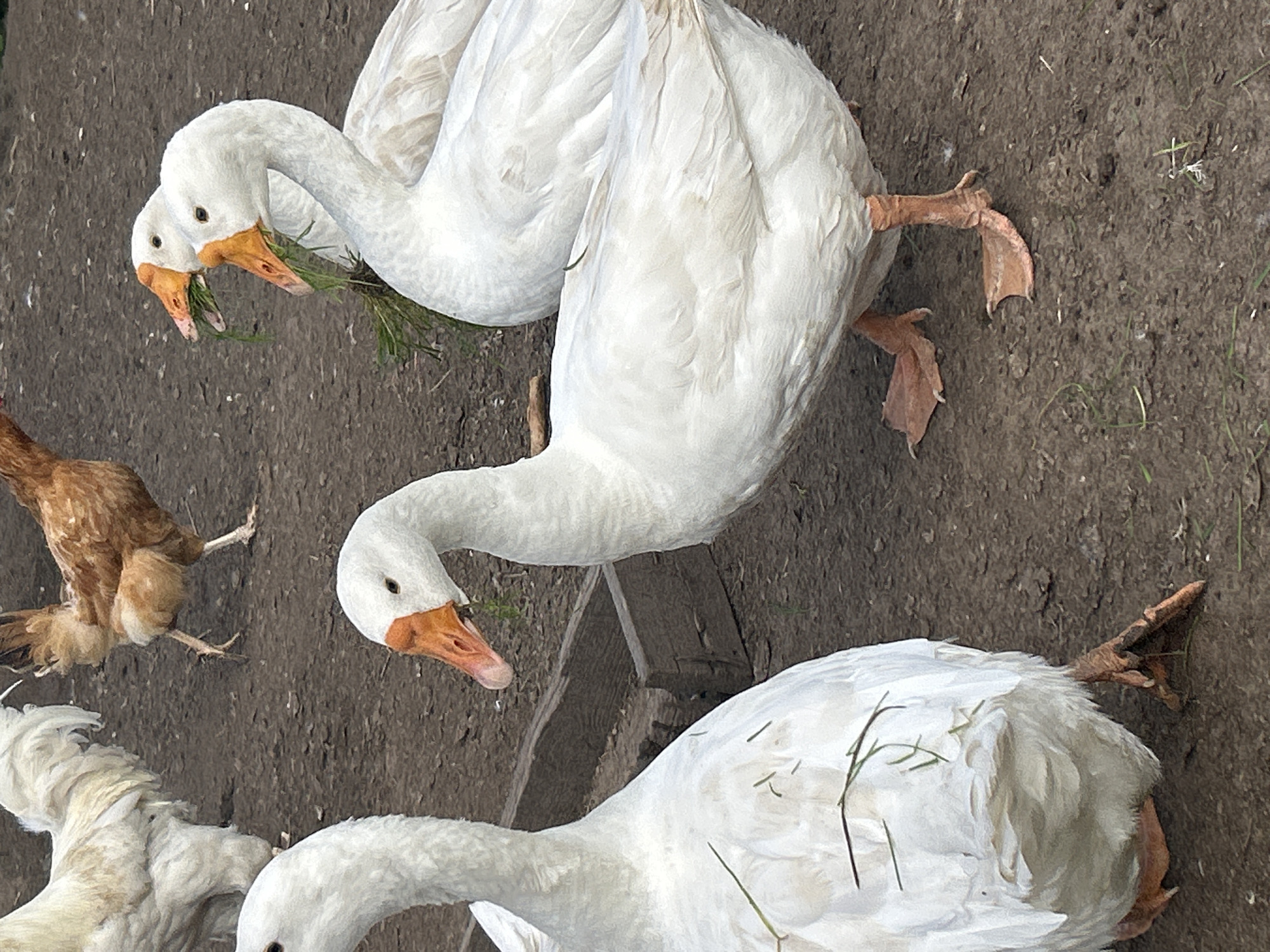 The image depicts a farmyard scene with several domestic fowl on damp, dark soil. In the foreground, a large white goose stands facing left, with its back to the viewer, showing its rear end and webbed feet. To its right, another white goose is captured mid-stride, facing right with its head turned towards the viewer, its beak holding a clump of green grass. Behind these two, two more white geese are visible, one with its head lowered to graze. In the background, to the left, a fluffy white rooster or hen stands partially obscured. To the right and slightly behind the white fowl, a brown hen or rooster is visible. A weathered wooden trough lies on the ground between the fowl. The environment suggests an outdoor, rural setting. The specific location in Kalitsino, Russia is not discernible from the image itself, as there are no identifying landmarks or context provided.