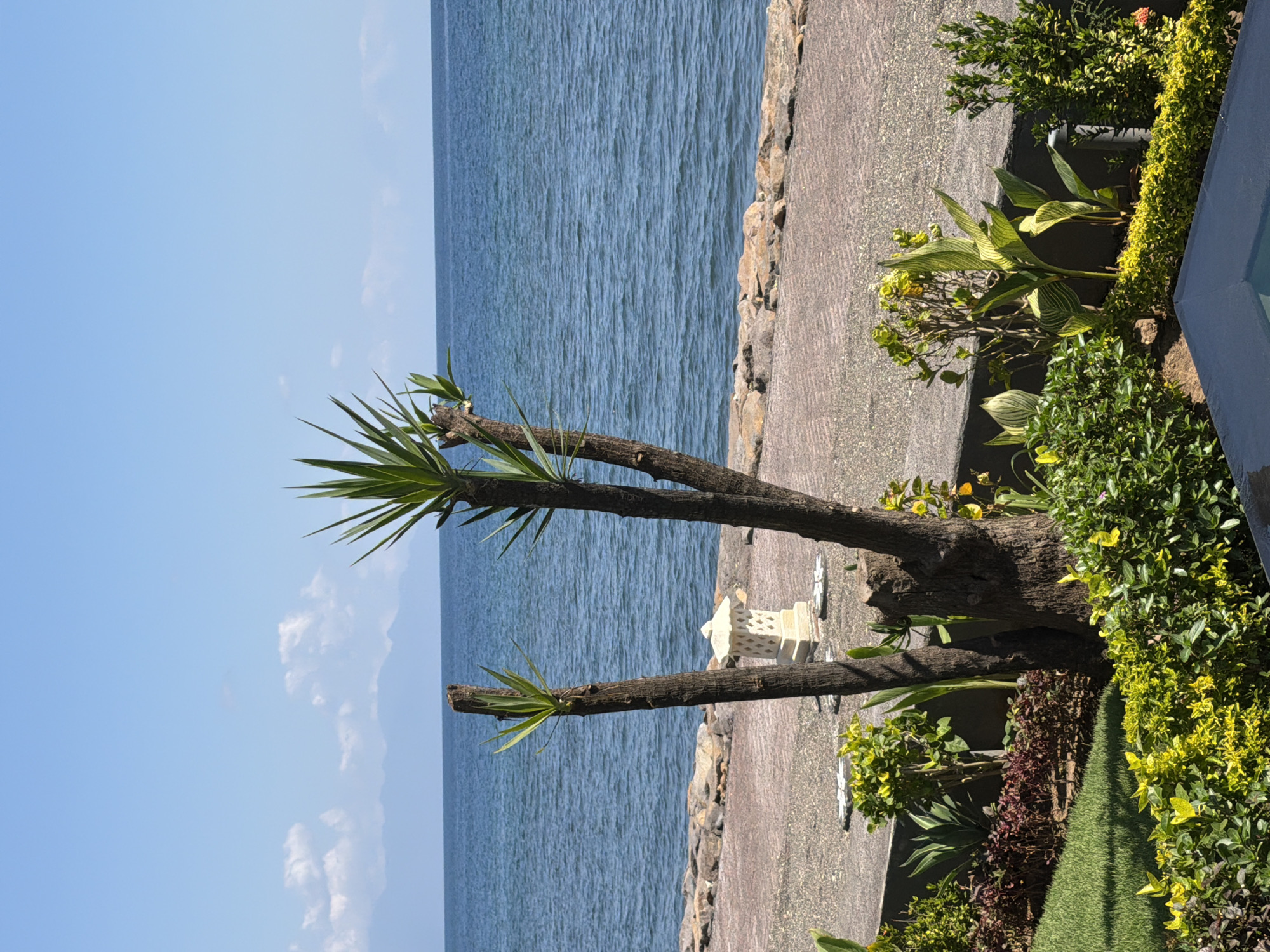 The image depicts a view of the ocean from a landscaped garden area. In the foreground, there are several types of plants, including some with spiky green leaves and others with broad, striped leaves. A small, ornate white lantern-like structure is visible behind some of the plants. Two bare tree trunks with some foliage at their tops stand prominently in the mid-ground. Beyond the garden, a paved walkway separates the vegetation from a rocky shoreline. The ocean stretches to the horizon, meeting a clear blue sky with a few wispy clouds. Distant mountains are faintly visible on the horizon. The scene appears to be a serene coastal setting, possibly a garden adjacent to a resort or private residence in Buleleng, Indonesia, known for its coastal landscapes. There are no people visible in the image, and no specific actions are taking place.