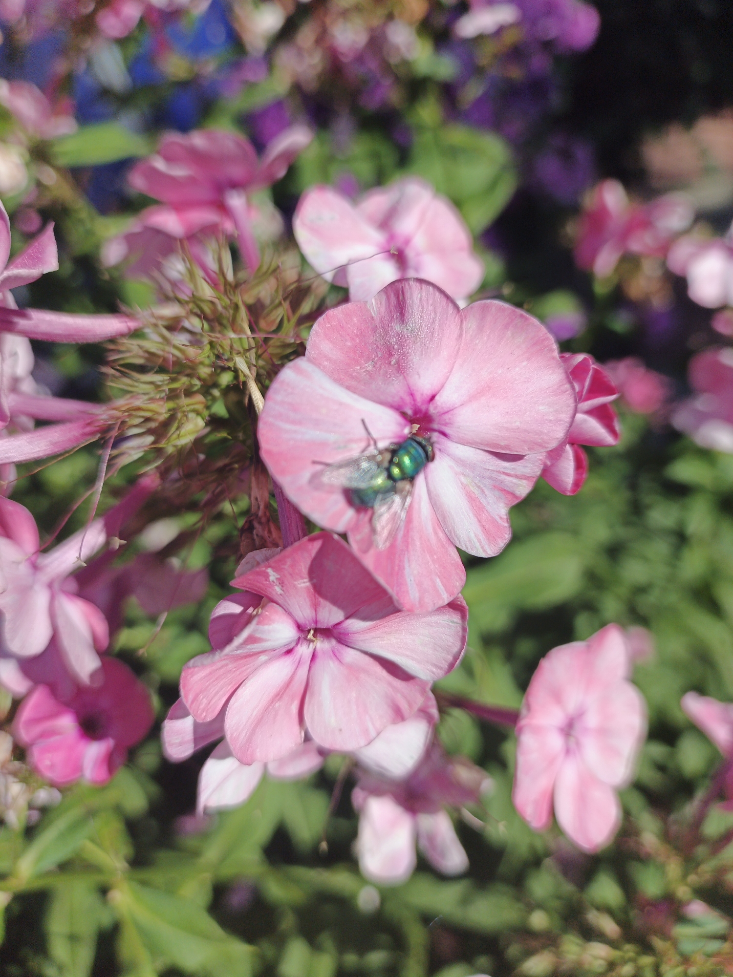 A close-up, eye-level, vertical, medium shot captures a cluster of vibrant pink phlox flowers in bloom. The flowers are in various stages of opening, with delicate petals adorned with fine white stripes. In the center of the frame, a single, iridescent green fly with black stripes rests on the petals of a partially open flower. The fly's body is distinctly metallic and segmented. The background is a soft blur of green foliage and other out-of-focus flowers in shades of pink and purple, suggesting a garden setting. The lighting is bright, creating soft shadows and highlighting the textures of the petals and the fly's exoskeleton. There are no people visible in the image. This scene is likely located in a garden or park within the city of Remeslennyi, Russia, a common habitat for such flora and fauna.
