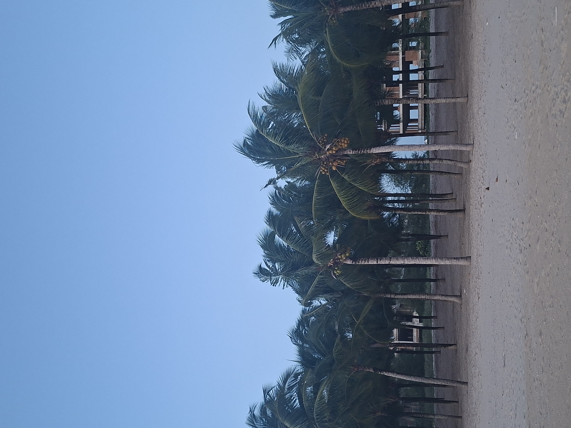 A low-angle, outdoor, vertical full shot captures a serene beach scene under a clear, light blue sky. A dense row of palm trees with green fronds dominates the midground, some bearing clusters of yellow-green coconuts. Their rough, textured trunks are visible, spaced across the sandy ground. Beyond the palm trees, in the background, an unfinished, multi-story building with open window frames and exposed concrete is partially visible, suggesting ongoing construction. The foreground features a sandy beach with subtle footprints, indicative of human presence. The overall atmosphere is peaceful and tropical, possibly during dawn or dusk given the soft lighting. This scene is representative of many coastal areas in Phú Quốc, Vietnam, known for its palm-fringed beaches and developing tourism infrastructure.