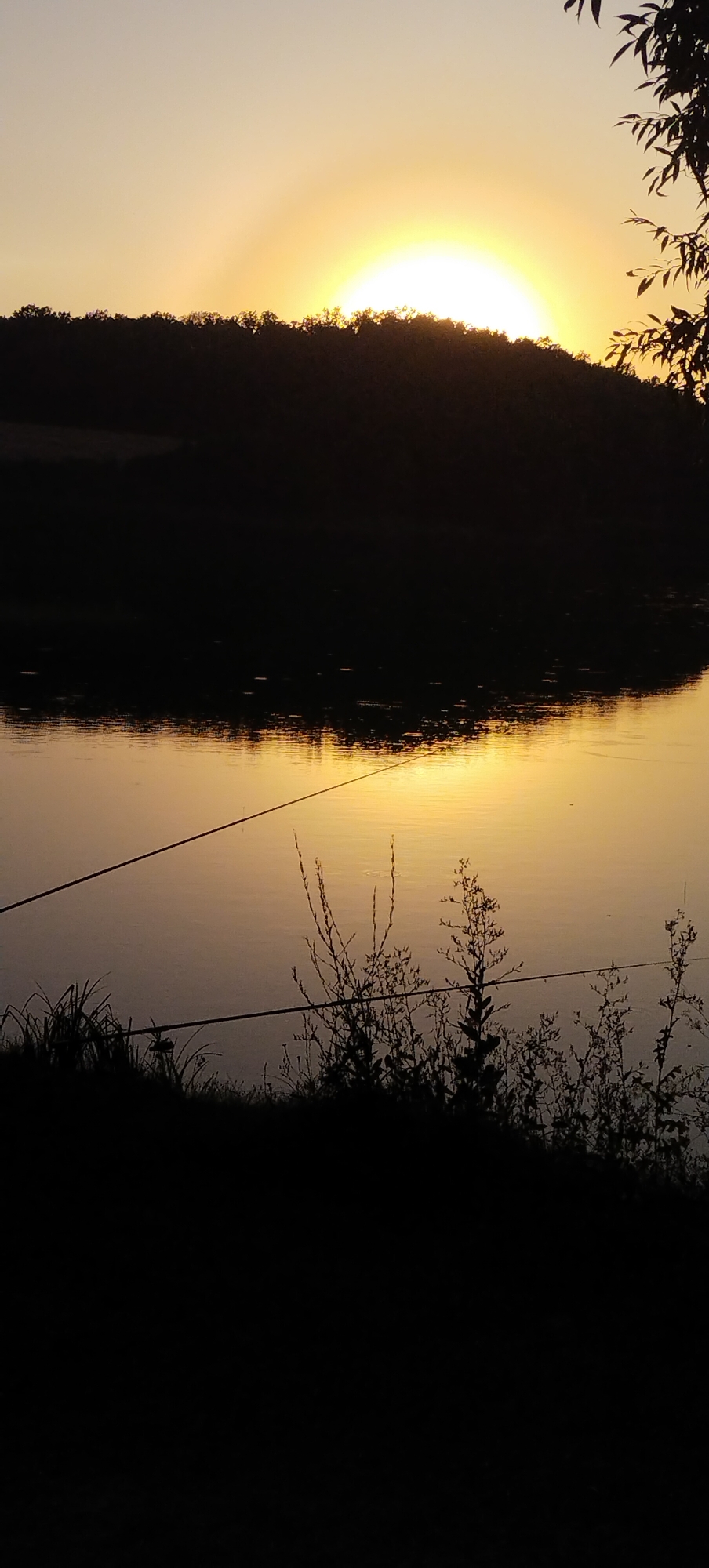 A vertical, eye-level, medium shot captures a serene sunset over a body of water. The sun, a bright orb, is partially obscured by the dark silhouette of a tree line on the horizon. The sky is a gradient of pale yellow to white, fading into a soft orange hue. The water's surface reflects the warm glow of the sunset, creating streaks of golden light. The foreground is dominated by a dark silhouette of foliage and grass, with two thin wires stretched horizontally across the scene. The overall mood is tranquil and picturesque.