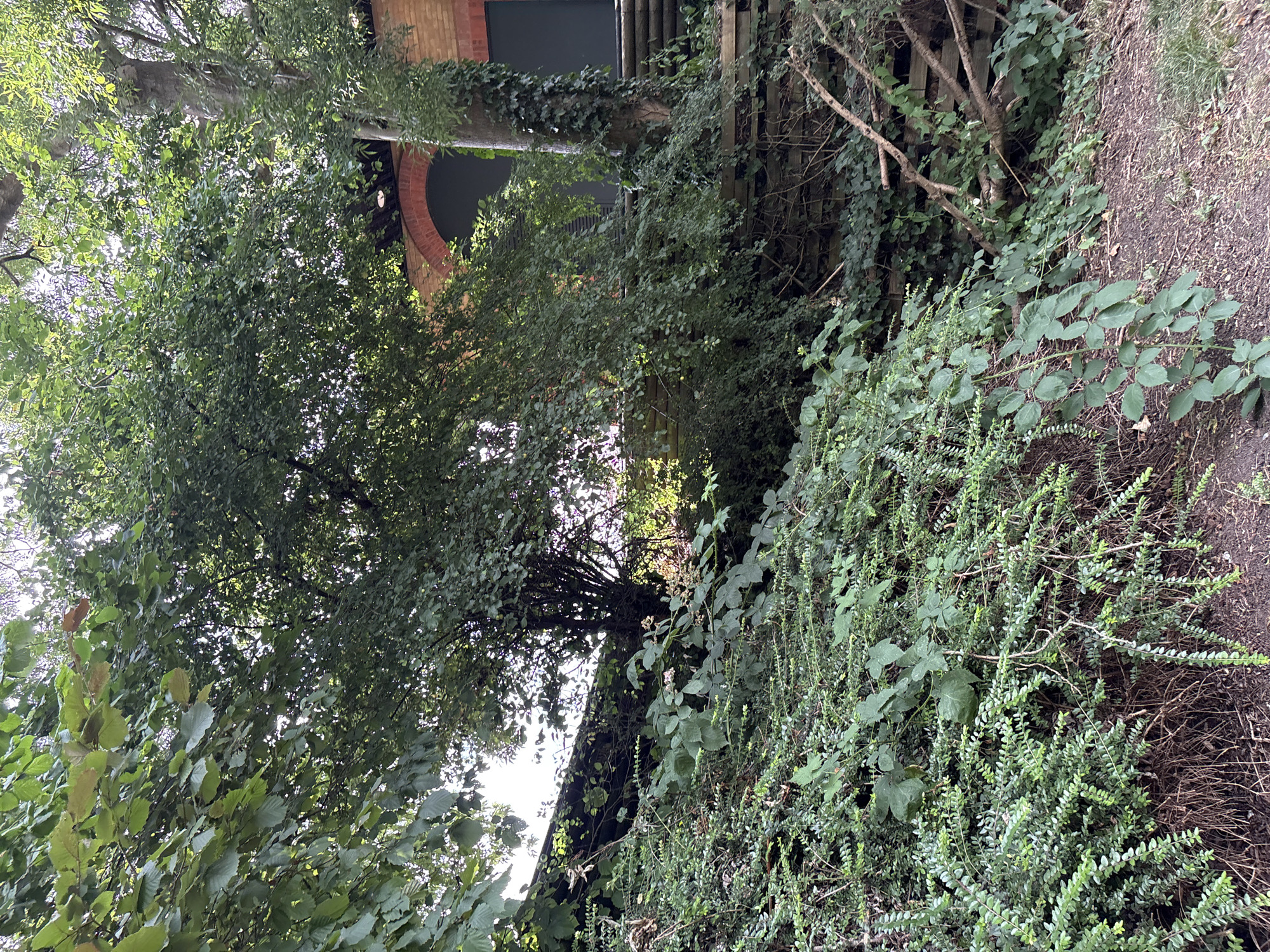This is a close-up, vertically oriented photograph taken outdoors. The scene is dominated by lush green foliage, suggesting a natural or overgrown setting. In the background, there's a glimpse of a brick structure with a large arched opening, partially obscured by trees and ivy. The building's architecture, particularly the arched window and brickwork, hints at an older style, possibly a railway bridge or an old industrial building.
The foreground and midground are filled with dense vegetation, including various types of leaves and branches. Some of the plants appear to be climbing or sprawling, with vines and creeping greenery covering parts of the structure and the surrounding ground. The ground itself is visible in the upper right and lower right portions of the image, appearing as dry soil and twigs, indicating a natural, perhaps slightly unkempt, environment.
Sunlight filters through the leaves, creating a dappled effect and highlighting the textures of the greenery. The overall impression is one of a slightly wild, overgrown, and perhaps hidden corner, where nature is reclaiming man-made structures. There are no people or animals visible. The lighting suggests it is daytime, possibly late afternoon given the angle of the light and shadows. The location context of Chelmsford, United Kingdom, could imply an urban fringe or a park setting where such structures and overgrowth might be found. No text is visible in the image.