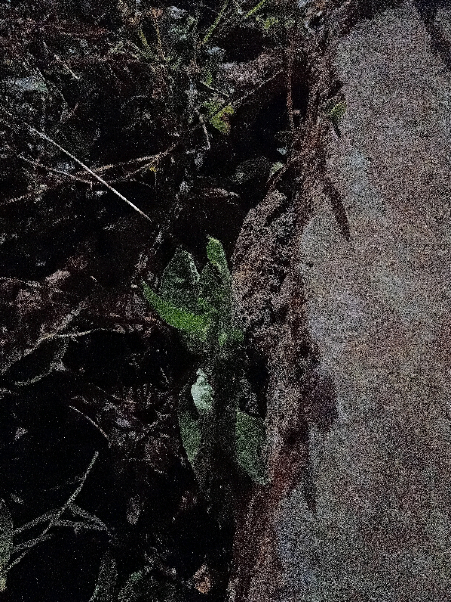 The image shows a close-up of a small plant with green leaves growing next to a rough, textured surface that appears to be a rock or concrete wall. The background is dark and filled with shadows, with some dry twigs and leaves visible. The lighting suggests it may be nighttime or a dimly lit area. There are no people or visible signs of human activity in this image. The scene appears to be an outdoor natural or semi-natural environment.