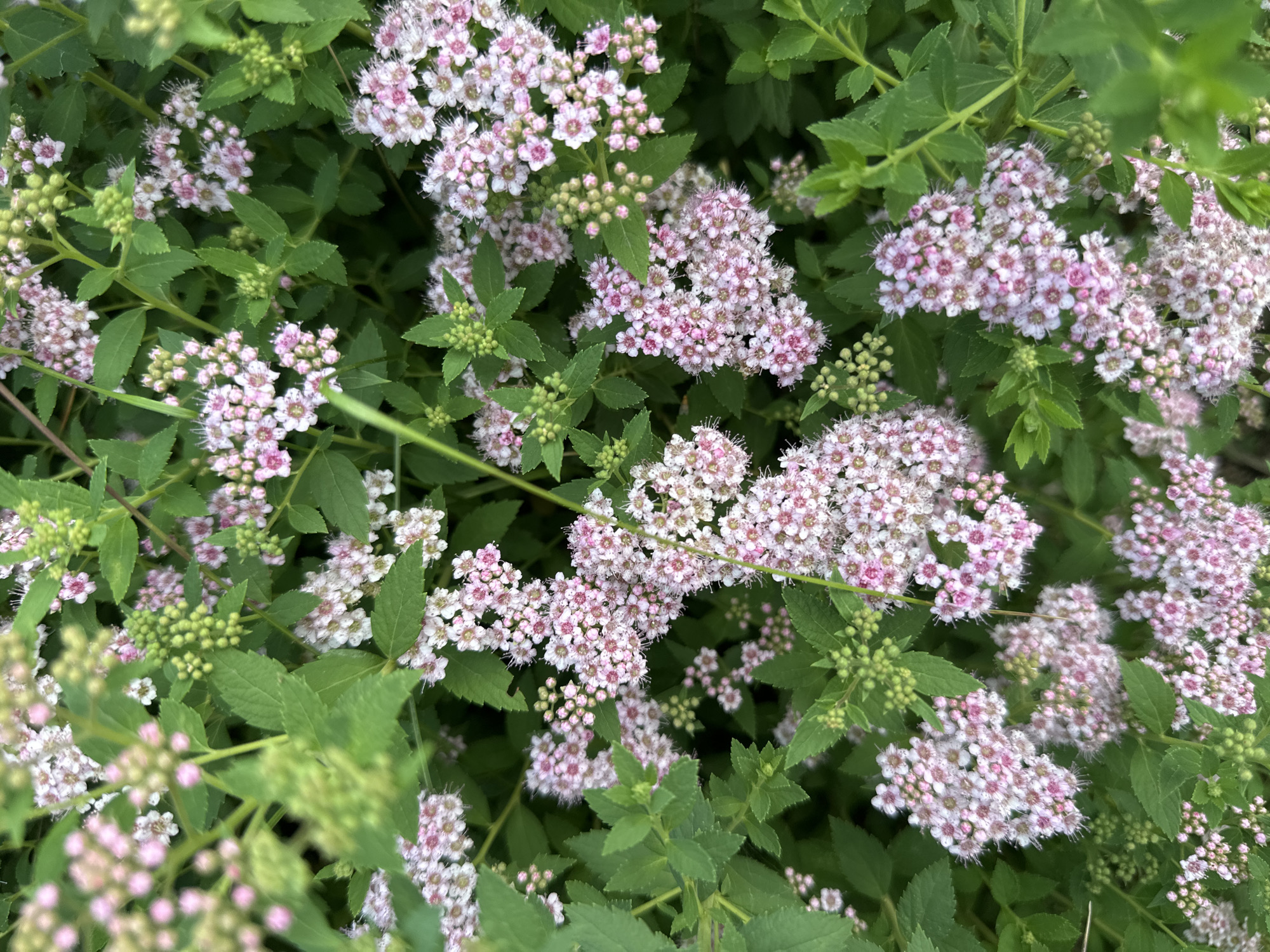 A close-up, eye-level, medium shot captures a dense cluster of blooming spirea bushes. The small, delicate flowers are predominantly a pale pink with white accents and are arranged in frothy clusters, many still in their budded stage, appearing as small green spheres. These clusters are interspersed with lush green leaves, some with serrated edges, and thicker stems. The lighting appears natural and diffused, suggesting an overcast day or the soft light of early morning or late afternoon. The setting is clearly outdoors, likely a garden or natural landscape, given the abundance of foliage and the growth pattern of the plant. There are no people or animals visible, and no text is present. The overall impression is one of natural beauty and the quiet unfolding of spring or early summer growth in a temperate climate, consistent with a Russian location like Novoyeniseyka.