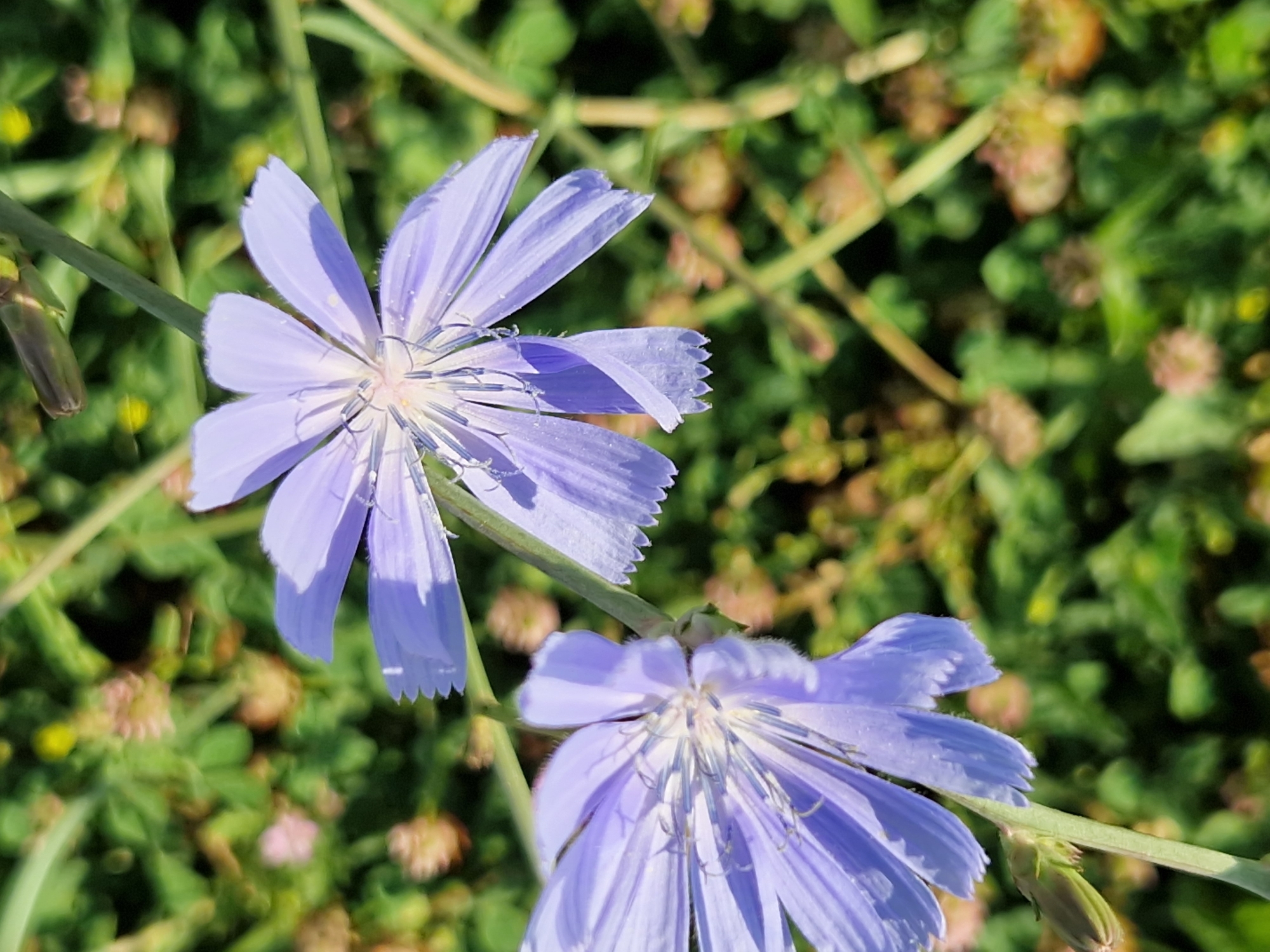 Two light purple chicory flowers are in focus in the foreground, with green foliage and other out-of-focus plants in the background. The flowers have delicate, serrated petals and a prominent stamen. The scene is a close-up shot, suggesting it was taken in a garden, park, or natural setting within the city of Sofia, Bulgaria. There are no people or animals present in the image.