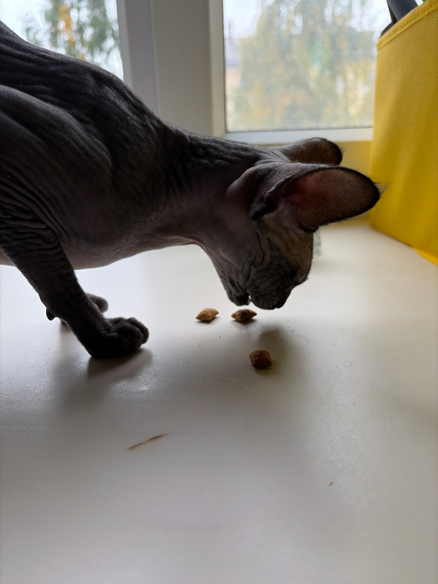 A Sphinx cat with gray skin and wrinkled texture is positioned in the foreground of a close-up, eye-level shot, looking down at a few pieces of dry cat food scattered on a white surface. The cat's head is angled towards the food, with its ears prominent and its body extending out of the frame to the left. The surface appears to be a windowsill or ledge, with a window in the background showing blurred greenery and a bright yellow object, possibly a bag, to the right. The lighting creates shadows on the cat's skin and the white surface, highlighting the texture of the cat and the subtle details of the surface. The image does not provide any information that would allow for its location in the city of Arkhangelsk, Russia.