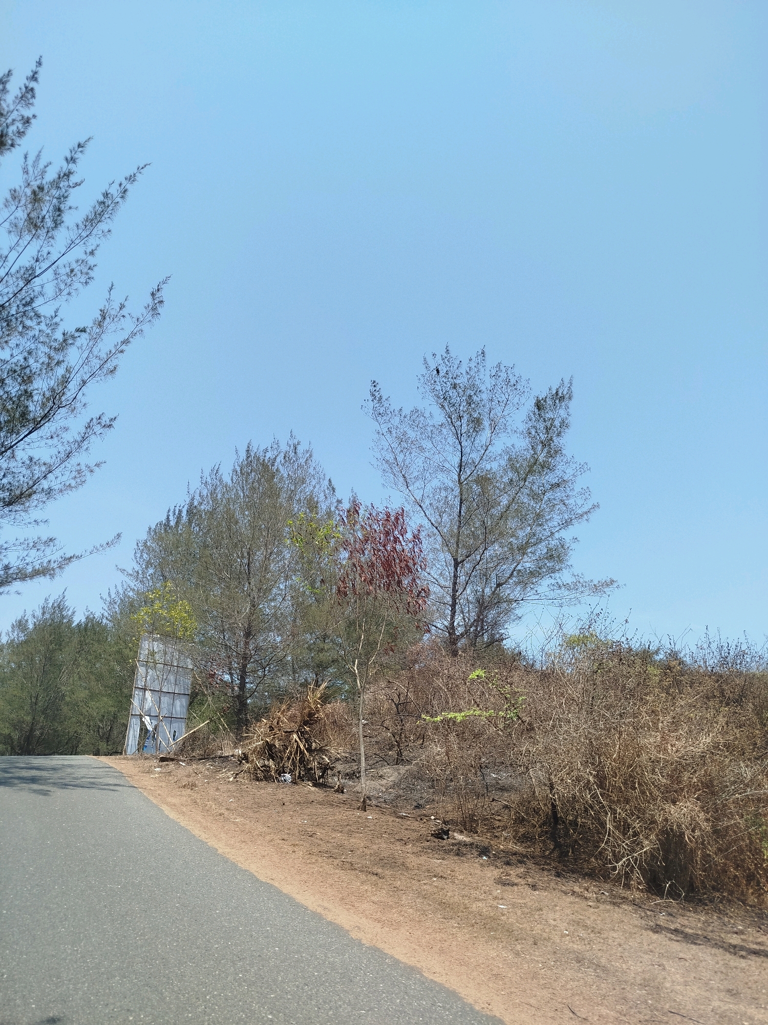 The image depicts a roadside scene in Setrojenar, Indonesia. The foreground features a paved asphalt road curving to the left. The roadside to the right is a dry, unkempt area with sparse vegetation, including dead bushes and some dried leaves and debris. In the middle ground, several trees are visible. Some are tall and slender with sparse foliage, while others have more dense, green leaves. One tree in the center has reddish-brown foliage. Behind the trees on the left side of the road, a large, weathered, and partially collapsed billboard is leaning against some foliage. The background consists of a clear, pale blue sky. No people are present in the image. The overall impression is one of a rural or semi-rural environment, possibly near a beach or coastal area given the type of vegetation.