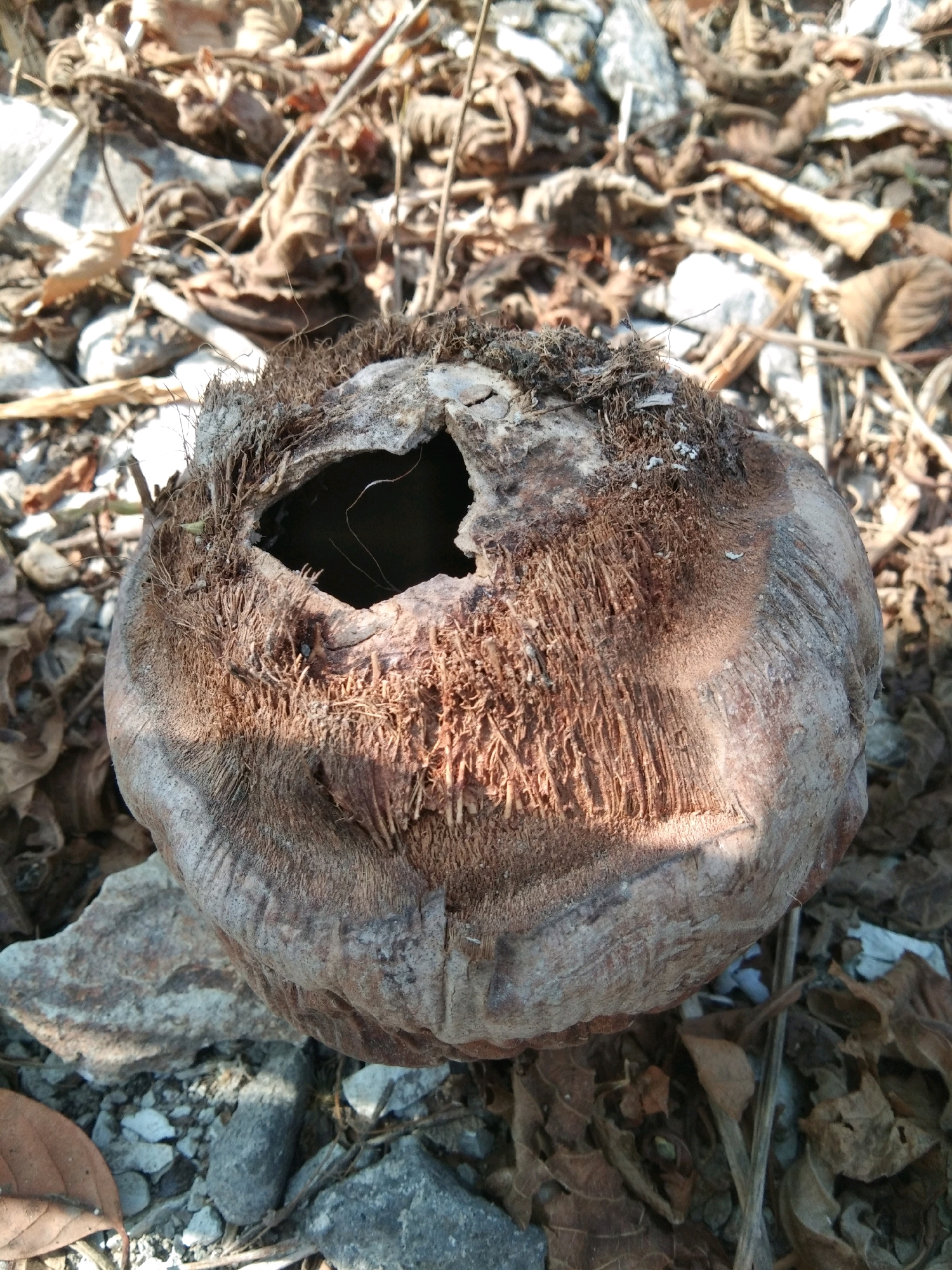 A weathered coconut husk, split open to reveal a dark cavity, rests on the ground amidst dry leaves and small stones. The husk's fibrous outer layer is visible, showing signs of decay and age. The surrounding environment appears to be a natural outdoor setting, possibly a roadside or garden in Karangsambung, Indonesia, characterized by the presence of dry foliage and rocky terrain. No people or animals are present in the frame. The lighting suggests it is daytime, with shadows indicating sunlight.