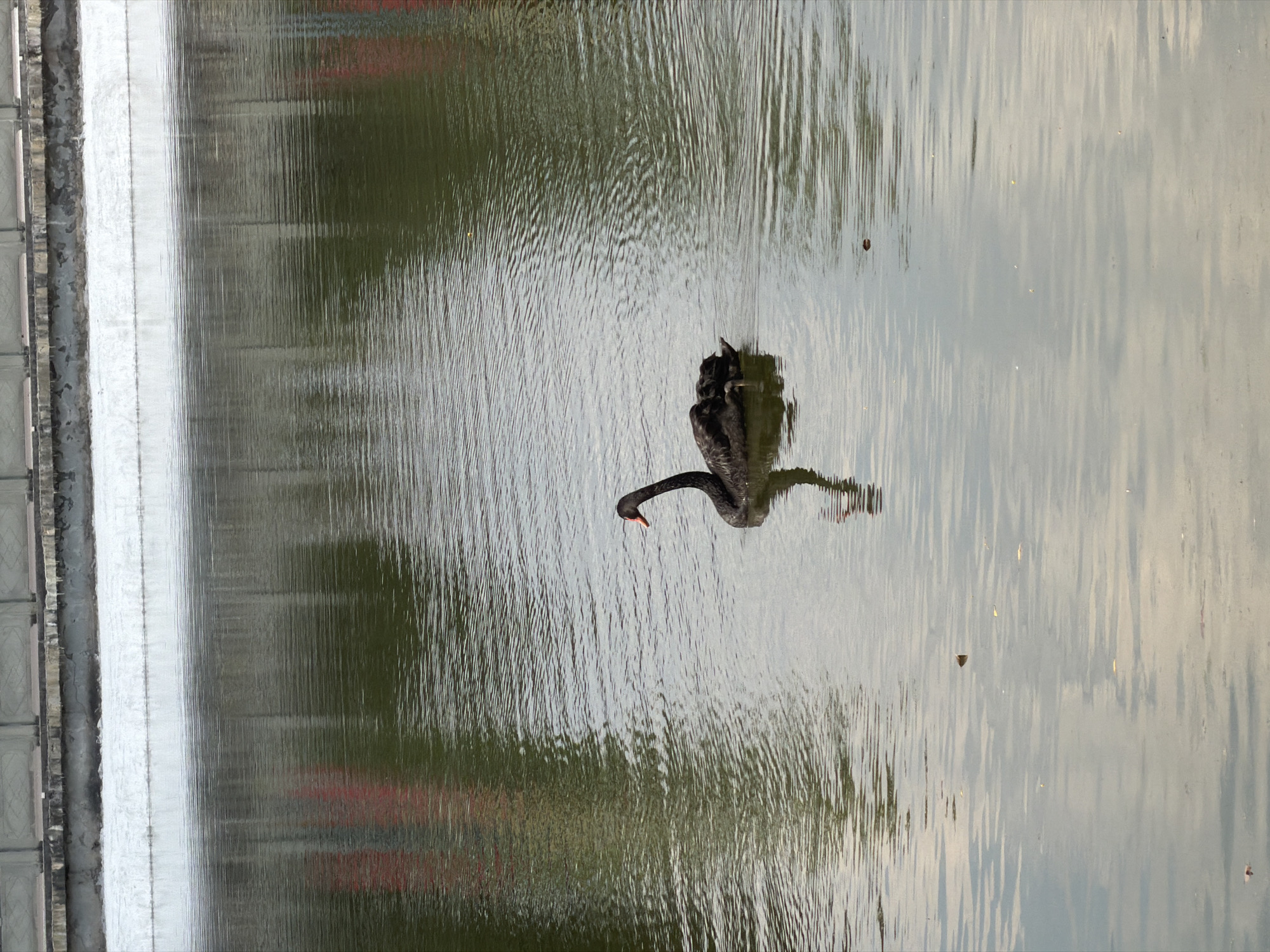 A lone black swan swims in a tranquil body of water, its reflection shimmering on the rippled surface. The swan is positioned in the center-right of the frame, facing towards the right with its long neck gracefully curved. The water is dark green, reflecting the overcast sky and the surrounding environment. In the background, a concrete barrier with a patterned top runs horizontally across the image, separating the water from a white concrete wall. Hints of red reflections suggest buildings or structures beyond the wall. Small leaves or debris are scattered on the water's surface. This scene appears to be located in a park or a man-made water feature within the city of Jiangjin, China.