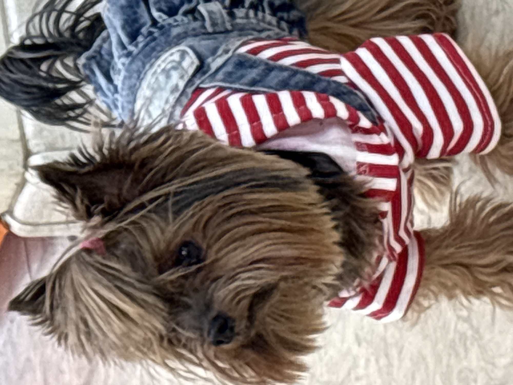 A small, long-haired dog, likely a Yorkshire Terrier, is prominently featured in a close-up, slightly tilted portrait. The dog has shaggy brown and black fur that partially obscures its face, with its dark eyes and nose clearly visible. It is dressed in a red and white striped top, layered with a blue denim-like garment, possibly overalls or a jacket. A small pink bow or clip adorns the fur near its left ear. The dog is lying on a soft, light-colored surface, possibly a blanket or carpet, and is looking directly towards the viewer with a calm expression. The setting appears to be indoors, but no specific location cues for Yerevan, Armenia are visible within the frame. There is no visible text in the image.