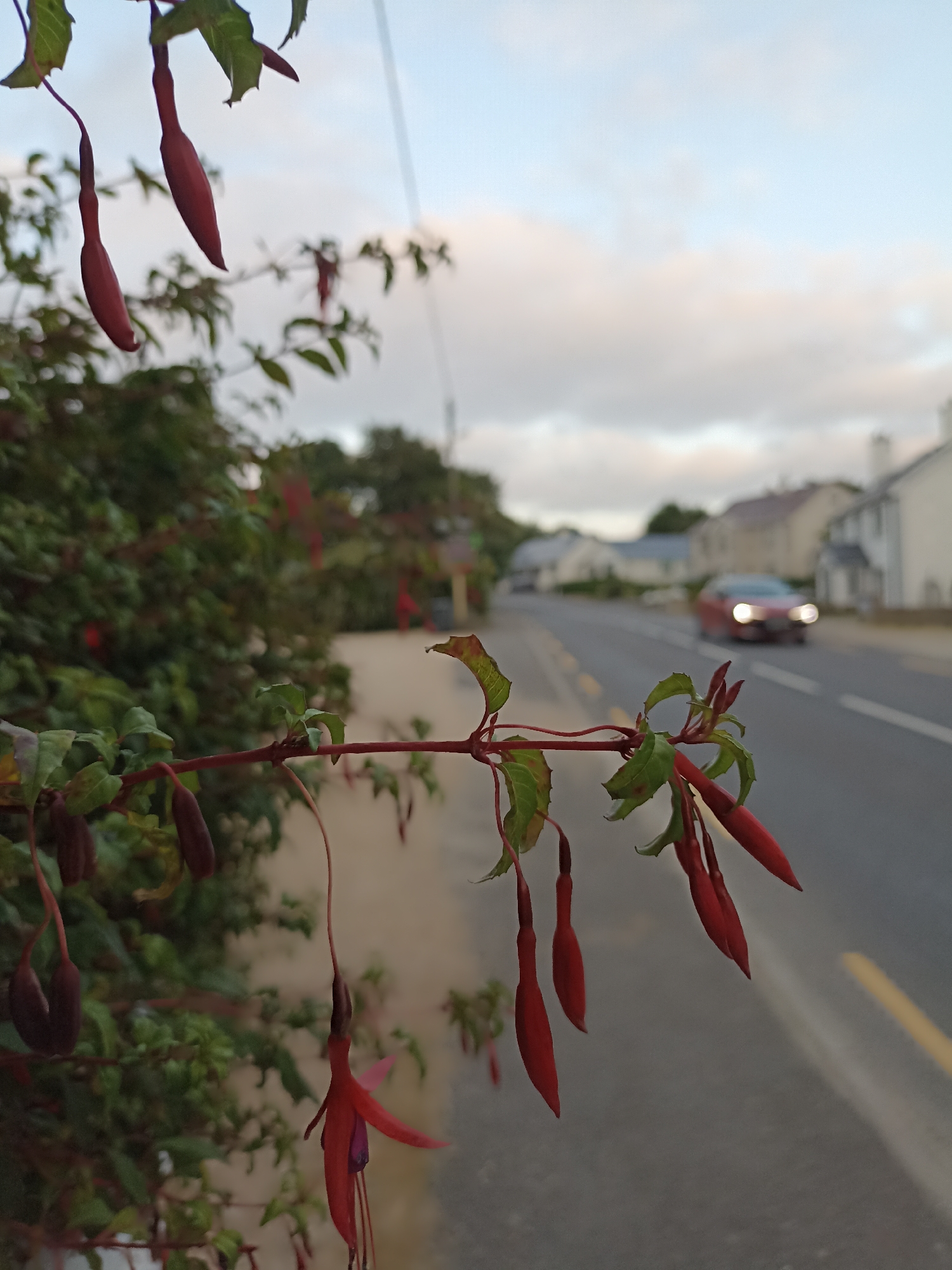 The image captures a close-up of fuchsia flowers in the foreground, with their long, red, pendulous buds and some opened blossoms. The flowers are on a branch that extends from the left side of the frame. Behind the flowers, a street scene unfolds. A paved walkway runs alongside the street, and beyond that, a road is visible with a red car driving away from the viewer. Houses with white facades and dark roofs line the street on the right side. The sky above is overcast with soft clouds. The overall impression is a slightly blurred, ambient scene, with the sharp focus on the fuchsia flowers in the foreground. The location is identified as Annagry, Ireland.