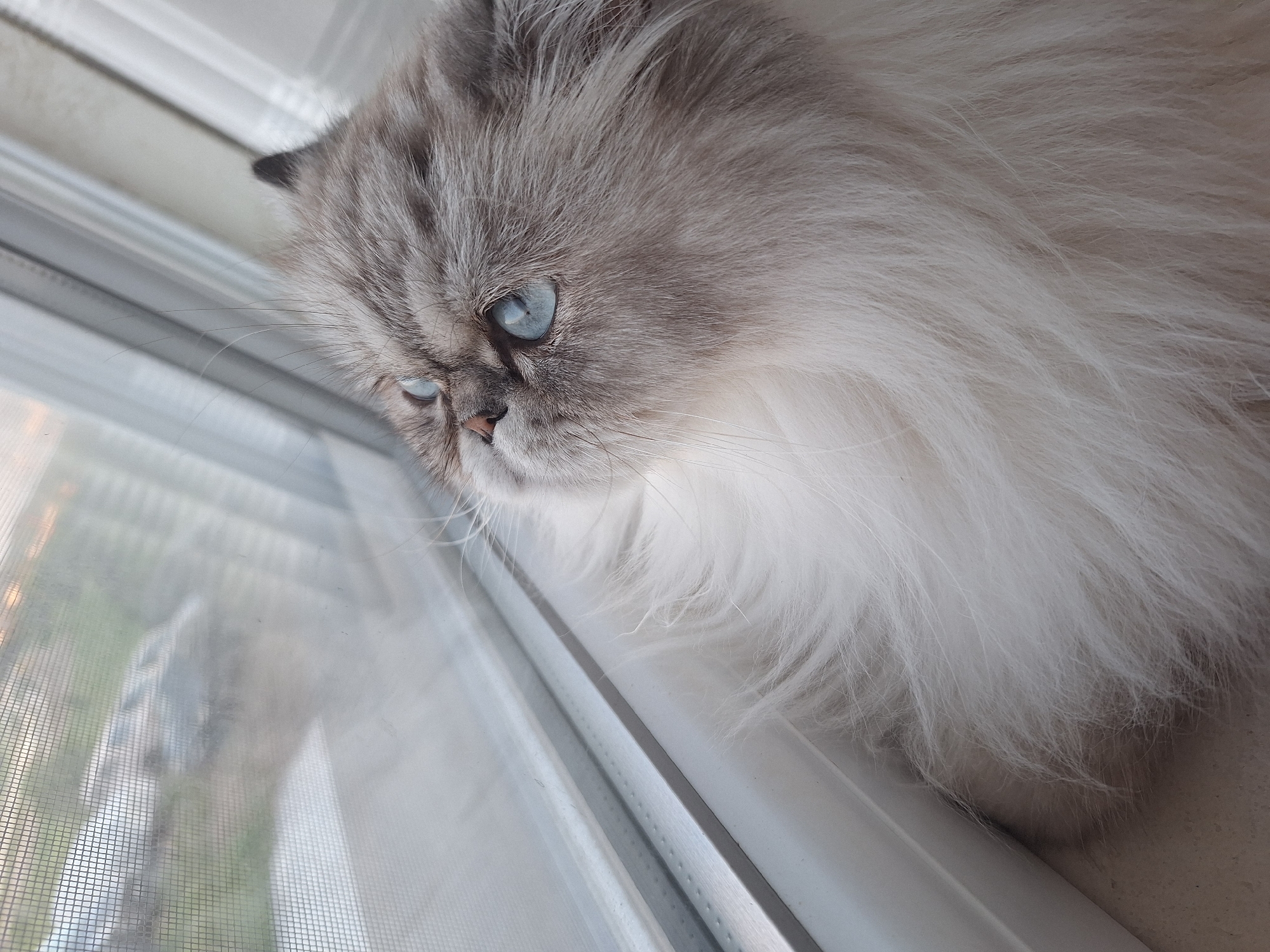 A fluffy, gray and white Persian cat with piercing blue eyes is resting on a white window sill, looking out of a window with a screen. The cat's face is visible, along with its long, soft fur. A reflection of the cat is visible in the window screen. The location is unknown, it's not in the city of Panagyurishte, Bulgaria.