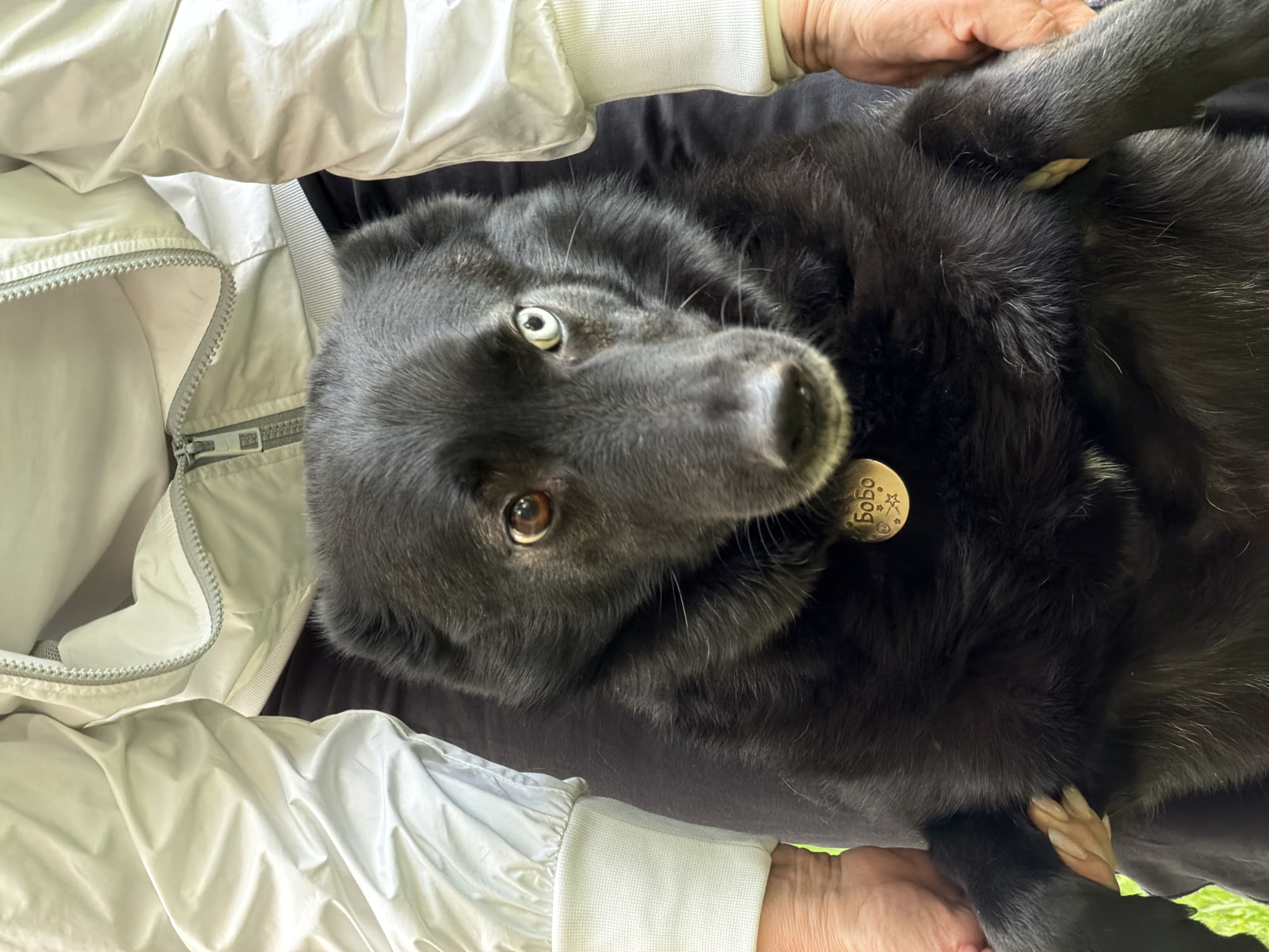 A close-up, slightly angled shot features a black dog with heterochromia (one blue eye and one brown eye) lying on someone's lap. The dog has a round tag labeled "Bobo" on its collar. The person is wearing a white jacket. The background is out of focus, but glimpses of green suggest an outdoor setting, possibly a park. The location is not discernable as Moscow, Russia.