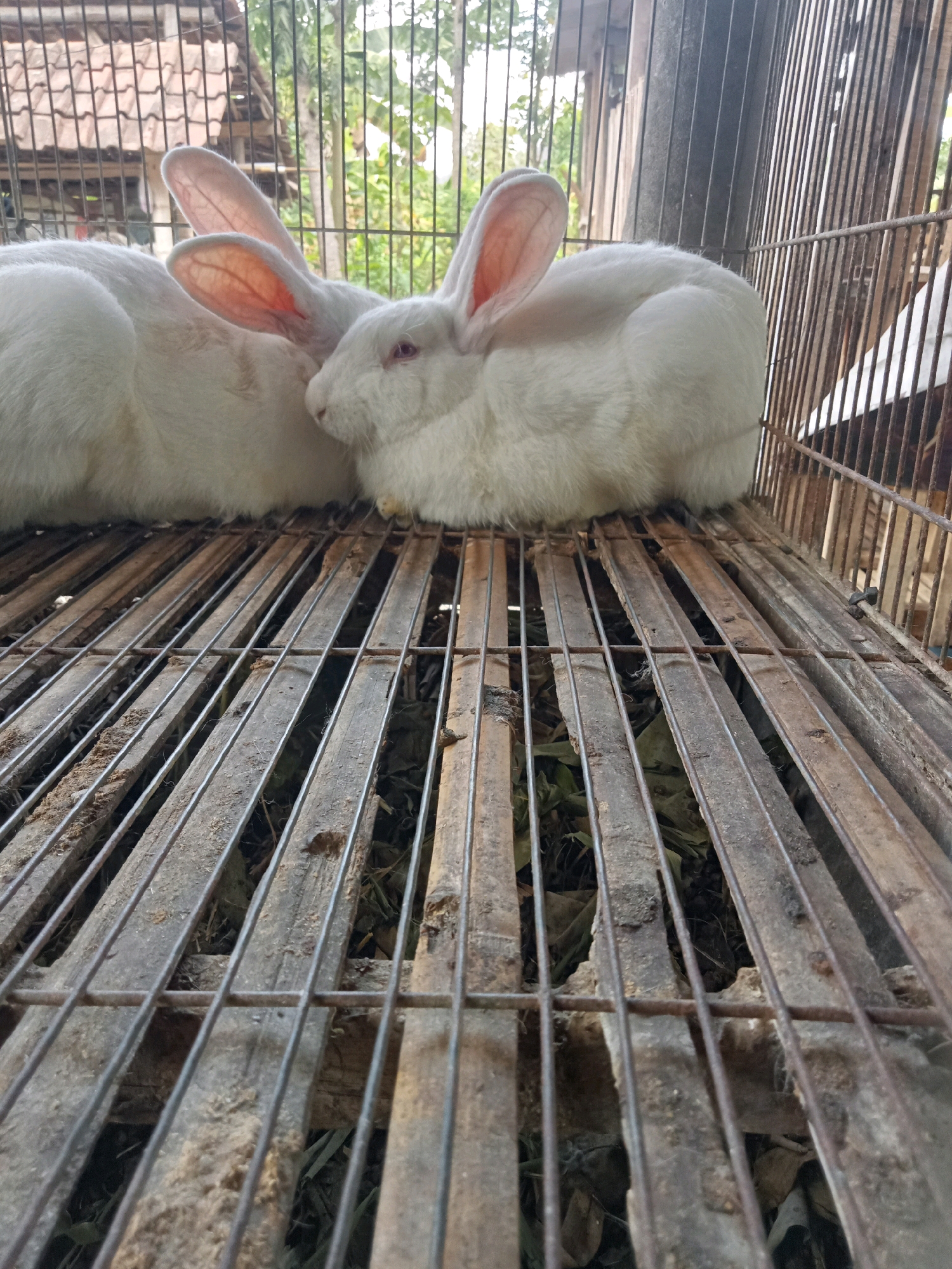 Two white rabbits are inside a metal cage with a wooden and metal slatted floor. The rabbits are positioned side-by-side, with the rabbit on the left partially obscured by the rabbit on the right. Both rabbits have pink ears and appear to be resting. The cage is outdoors, with vegetation and a building visible in the background. The overall scene suggests a farm or rural setting in Trenggalek, Indonesia.