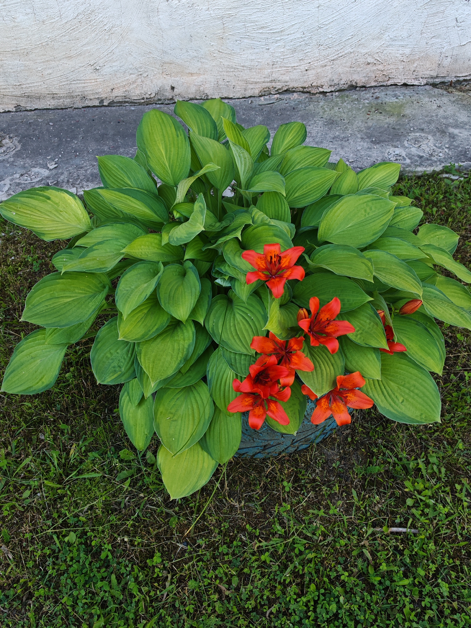 The image shows a potted plant with large green leaves and several bright orange lilies with dark spots. The plant is situated outdoors on a patch of grass, with a rough-textured, off-white wall in the background. The base of the pot is visible and appears to be a textured, bluish-green material. The scene is set in Buy, Russia, likely in a residential area or garden, given the presence of the house wall and lawn. The lighting suggests it is daytime. There are no people or animals visible in the image.