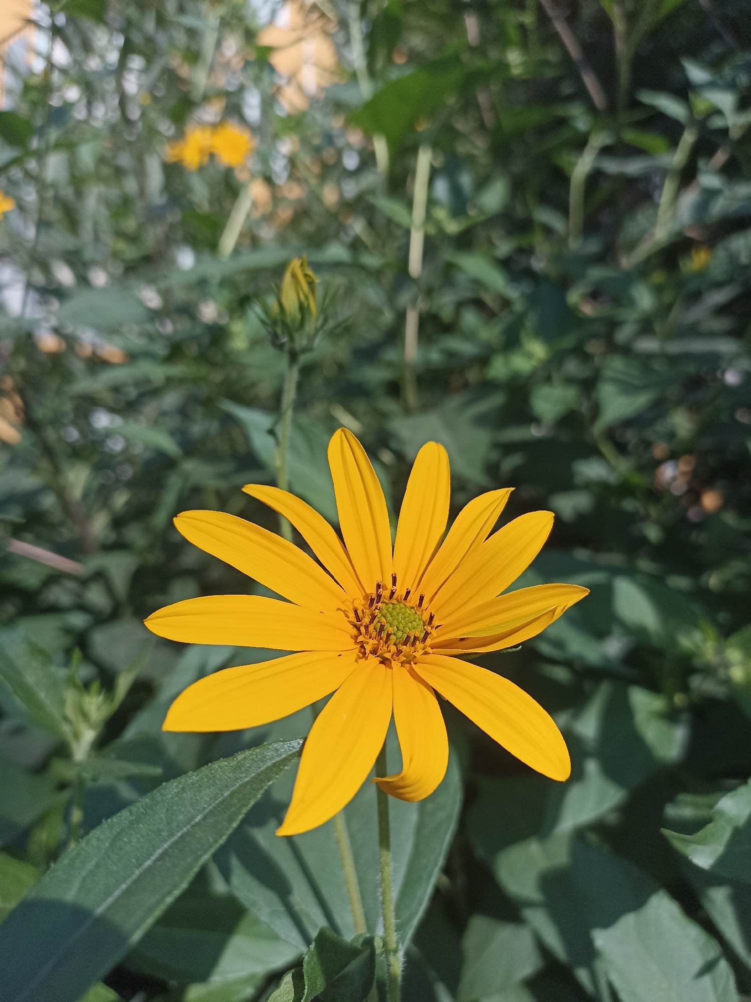 A close-up shot of a bright yellow flower with thin, pointed petals is centered in the frame. The flower has a green center with visible stamens. It is surrounded by lush green foliage, with some leaves in the foreground appearing fuzzy and out of focus. In the background, other yellow flowers and buds are visible, along with the soft bokeh effect of sunlight filtering through leaves. The environment suggests an outdoor setting, likely a garden or park. The specific location in Novosibirsk, Russia, is not discernible from the visual information alone.