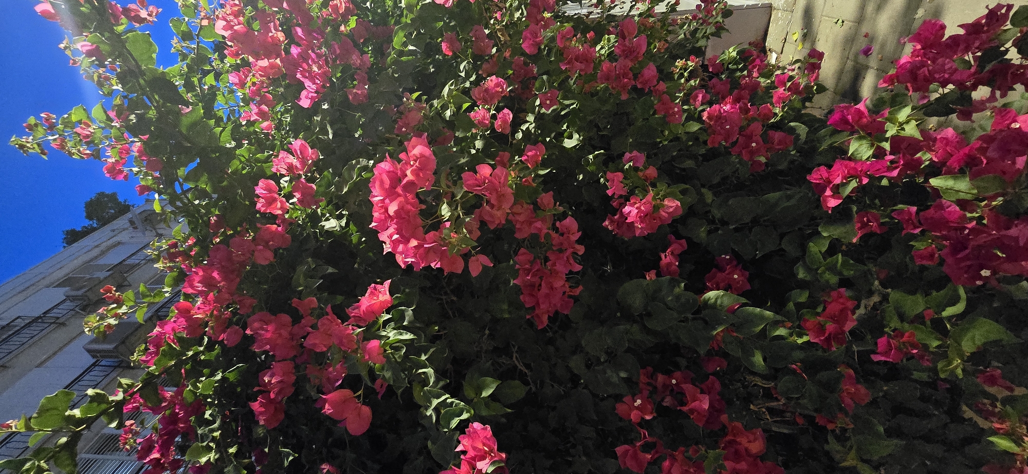 The image shows a vibrant bougainvillea bush with bright pink bracts and green leaves, growing against the side of a building. The building appears to be multi-story with balconies and air conditioning units visible. The sky is a deep, clear blue. In the foreground, a paved walkway is visible, with scattered fallen petals on the ground. The lighting suggests it is either early morning or late afternoon. The scene is located in Bat Yam, Israel, as indicated by the context of the request. There are no people or animals visible in the image.