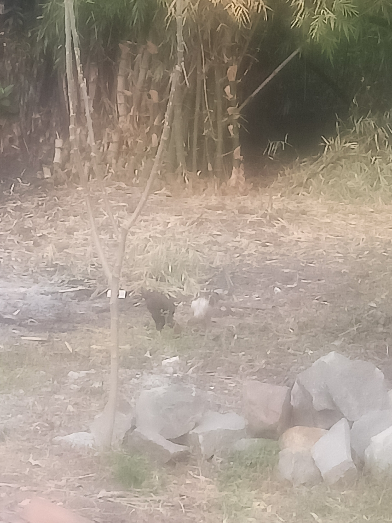 In a natural outdoor setting, likely in Karangtalun, Indonesia, two small birds are present on the ground. One bird, darker in color, is situated near a thin, vertical plant stalk in the foreground. A second, lighter-colored bird is positioned slightly to the right of the first, behind a cluster of rocks. The environment consists of dry, scattered vegetation on the ground, with a backdrop of bamboo plants. The lighting suggests it is daytime, possibly with overcast conditions or dappled sunlight filtering through the bamboo.