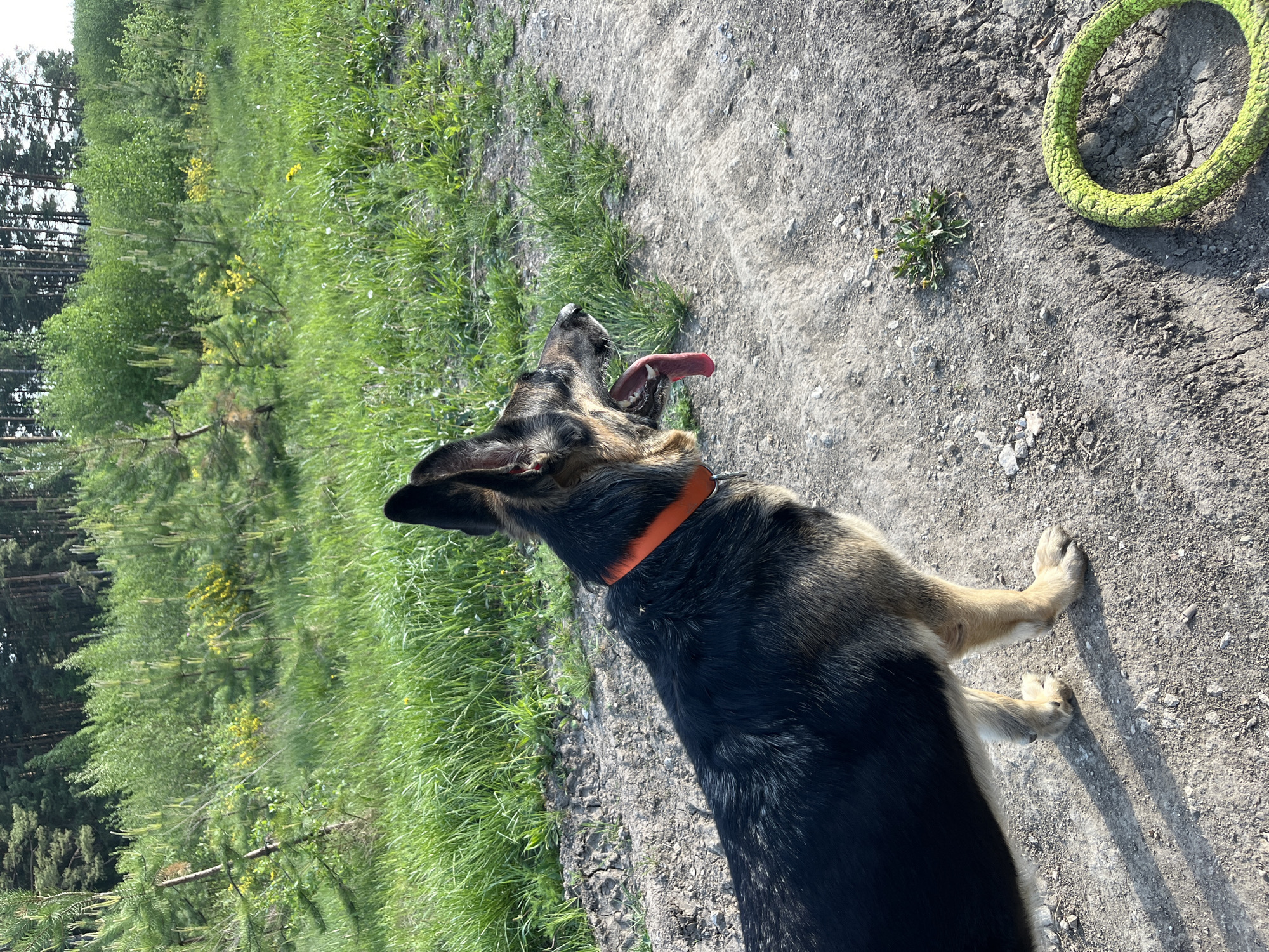 The image depicts a medium-sized dog, likely a German Shepherd mix, panting with its tongue out. The dog is standing on a dirt path next to a grassy area with trees in the background. There is a green ring toy on the dirt path. The location is possibly in Nizhny Tagil, Russia. No people are visible.