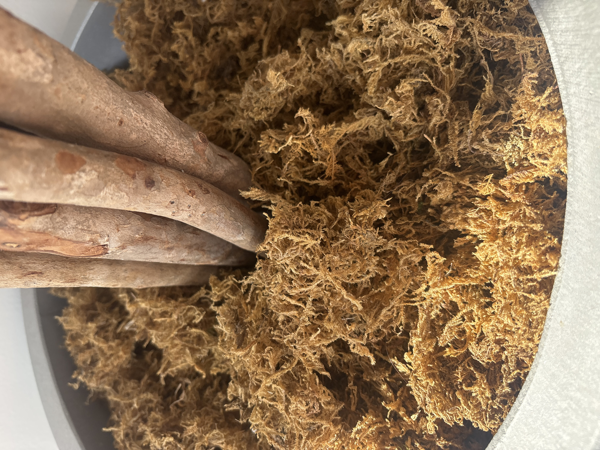 The image shows a close-up view of a potted plant. The pot is a light gray, cylindrical container. The plant's trunk, which is brown and textured, has several stems branching out. The base of the trunk is surrounded by a thick layer of dried, brown moss. The scene is well-lit, with the light source appearing to be from the top, casting subtle shadows within the moss. There is no visible indication of the plant's location within Dubai, United Arab Emirates; it appears to be an indoor or possibly an outdoor setting. No people are present in the image.
