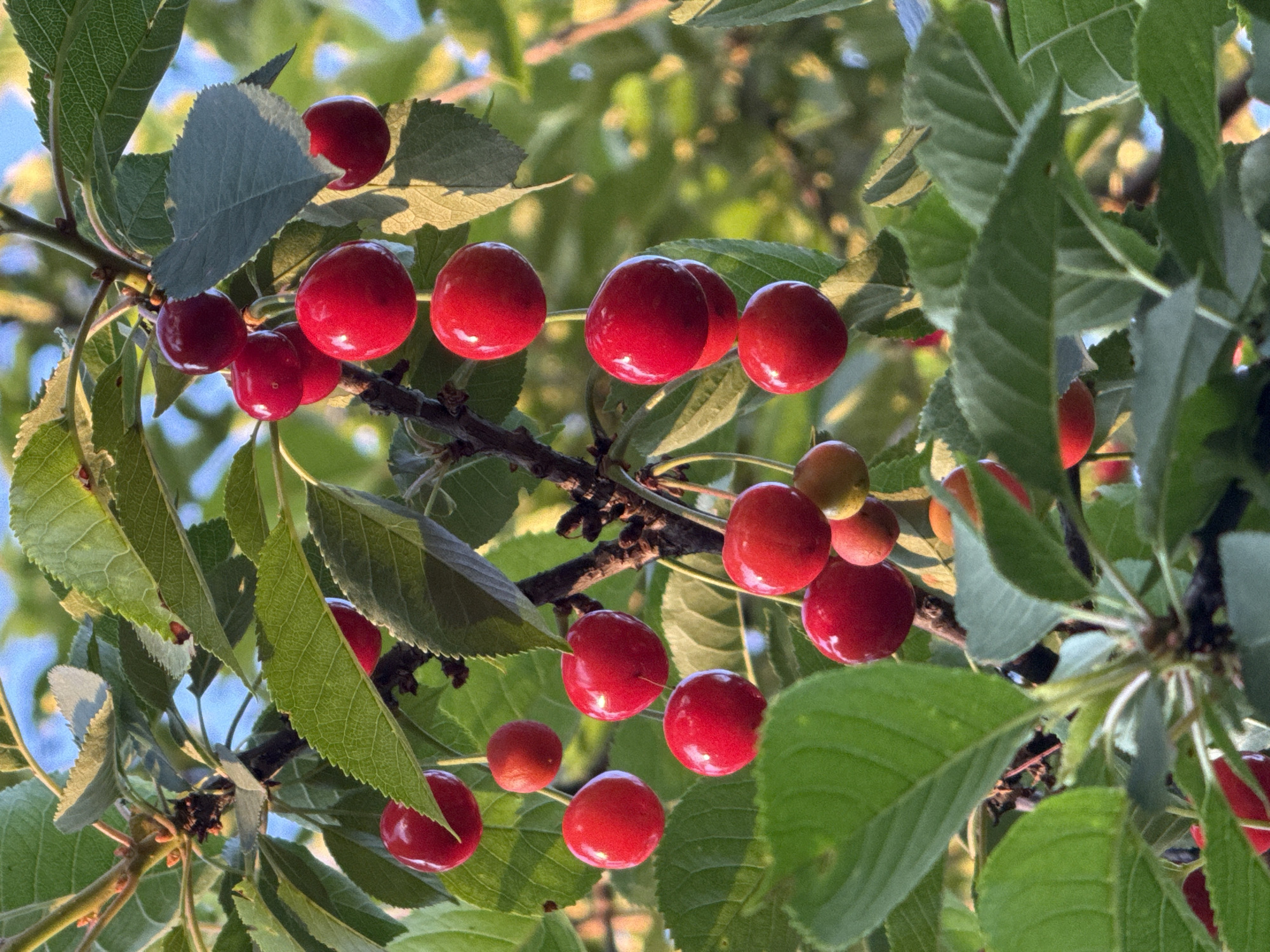 The image presents a close-up, upward-angled view of several clusters of ripe cherries growing on a tree. Numerous round, vibrant red cherries are visible, some appearing in groups attached to brown branches, nestled among abundant green leaves. A few cherries show variations in color, ranging from lighter red to yellowish-orange, indicating different stages of ripeness or how the light hits them.
Bright natural sunlight illuminates the scene, casting soft highlights on the glossy skin of the fruit and the textured surfaces of the leaves. Some leaves appear slightly backlit, revealing their veins and serrated edges. The background is softly blurred, showing hints of a clear blue sky and additional green foliage, suggesting an outdoor setting like an orchard or garden under sunny weather conditions. The time of day appears to be daytime, with clear, direct light.
There are no people or any visible text in the image. The scene captures the natural growth and ripeness of the fruit, conveying a sense of summer and abundance in Strazhitsa, Bulgaria.