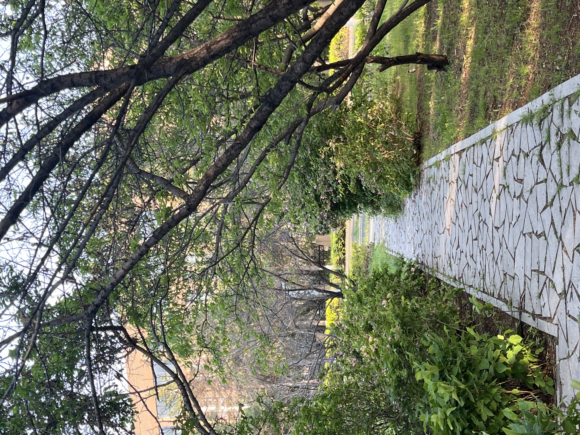 A public park in Changchun City, China. A stone walkway traverses between grassy and bushy areas. Tree branches extend overhead, partially obscuring the sky and providing shade. A building is barely visible through the trees. There are no people visible in the shot.