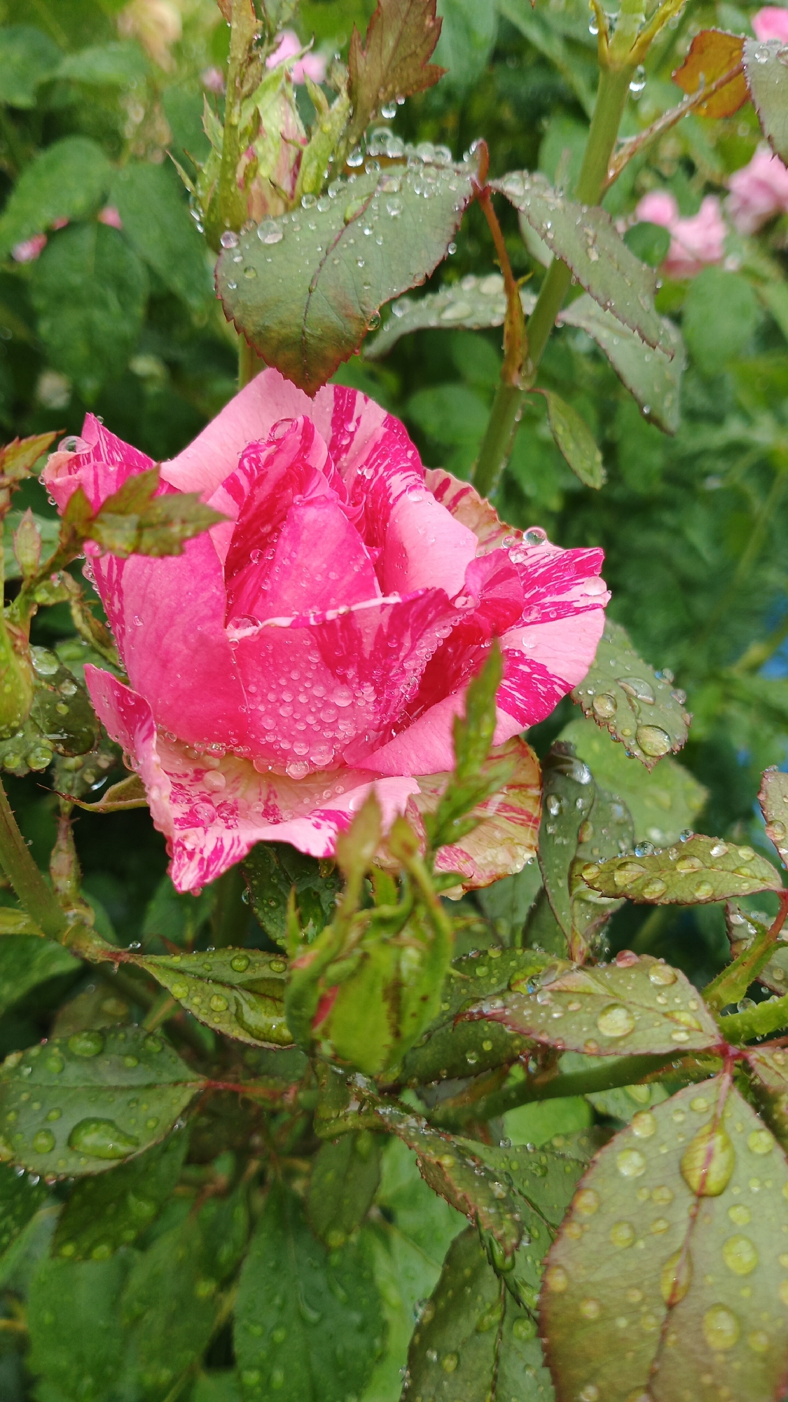 A close-up, vertically oriented shot captures a single, striped pink and white rose in bloom, glistening with numerous water droplets after a rainfall. The rose is partially obscured by surrounding green foliage, also speckled with rain. The image appears to have been taken outdoors in a garden setting. No people are visible. The location is identified as Kryvyi Rih, Ukraine.