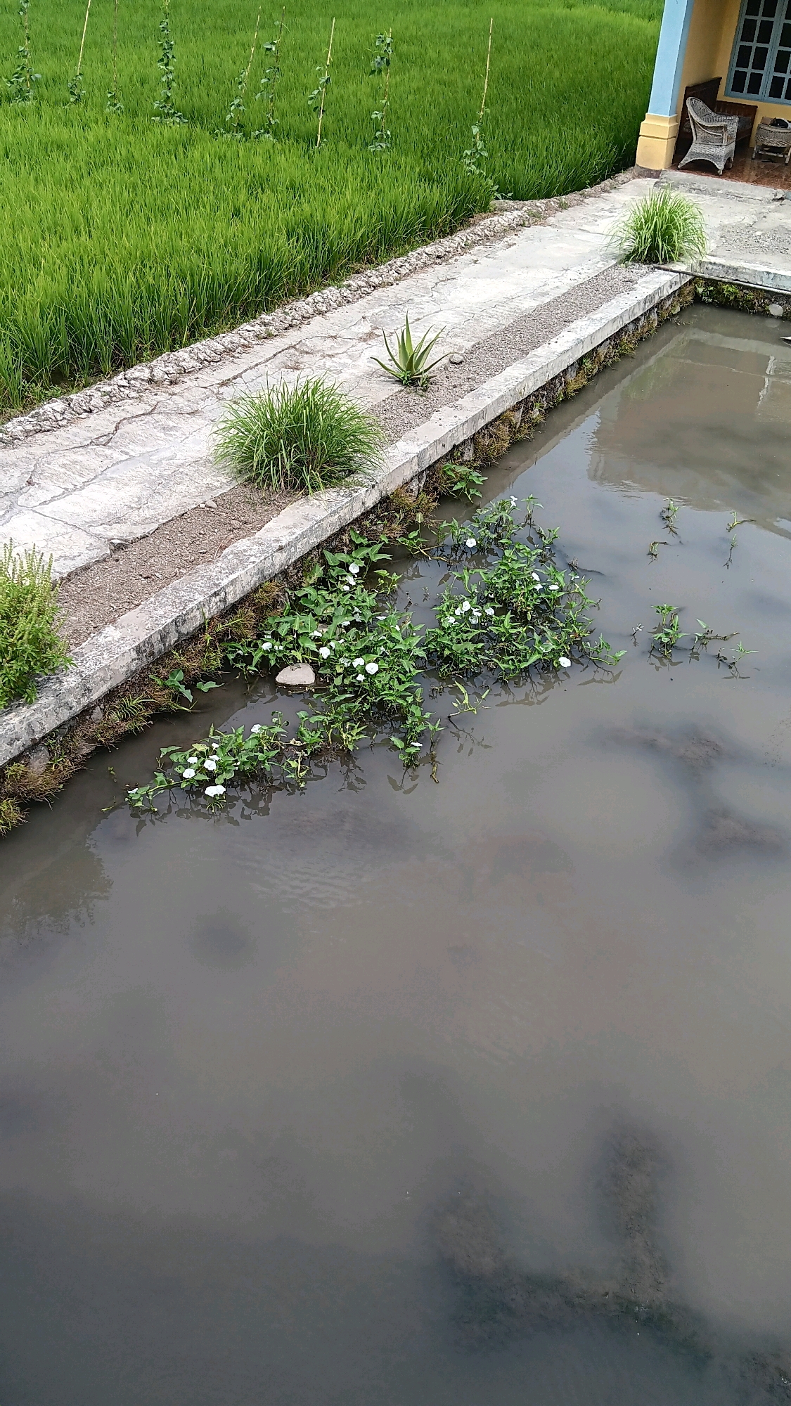 The image depicts a tranquil scene in Laren Krajan, Indonesia, featuring a body of murky water adjacent to a pathway. Lush green rice paddies stretch out behind the pathway, creating a vibrant backdrop. The pathway itself is paved with concrete, showing signs of age and wear, and is bordered by a low stone wall. Along the edge of the water, aquatic plants with delicate white flowers are growing, adding a touch of natural beauty to the scene. A lone aloe vera plant and a clump of grass are situated on the pathway near the wall. In the upper right corner, a corner of a yellow building with a blue-framed window and wicker chairs suggests a nearby dwelling or establishment. The water's surface reflects the overcast sky, contributing to the overall serene atmosphere. There are no people visible in the image.