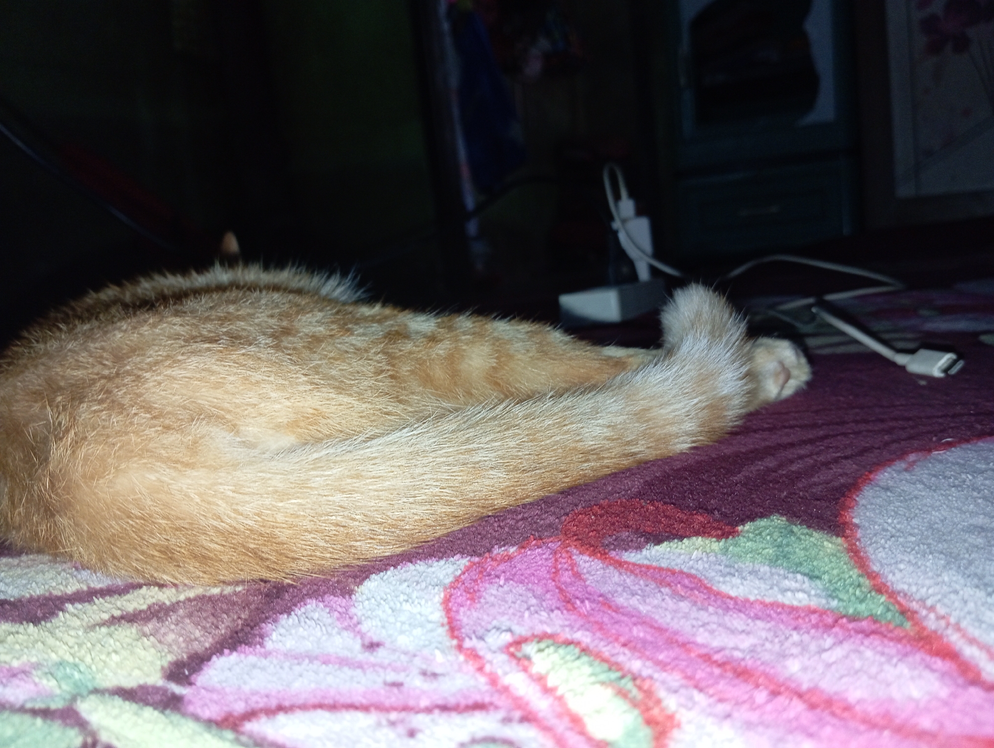 A ginger cat is sleeping on a bed with a patterned blanket. The blanket has floral designs in pink, purple, and green. The cat's tail is curled over its body. In the background, there are some electronic devices with wires and a dark, out-of-focus background that suggests an indoor setting. The scene appears to be in a residence in Rejosari, Indonesia.