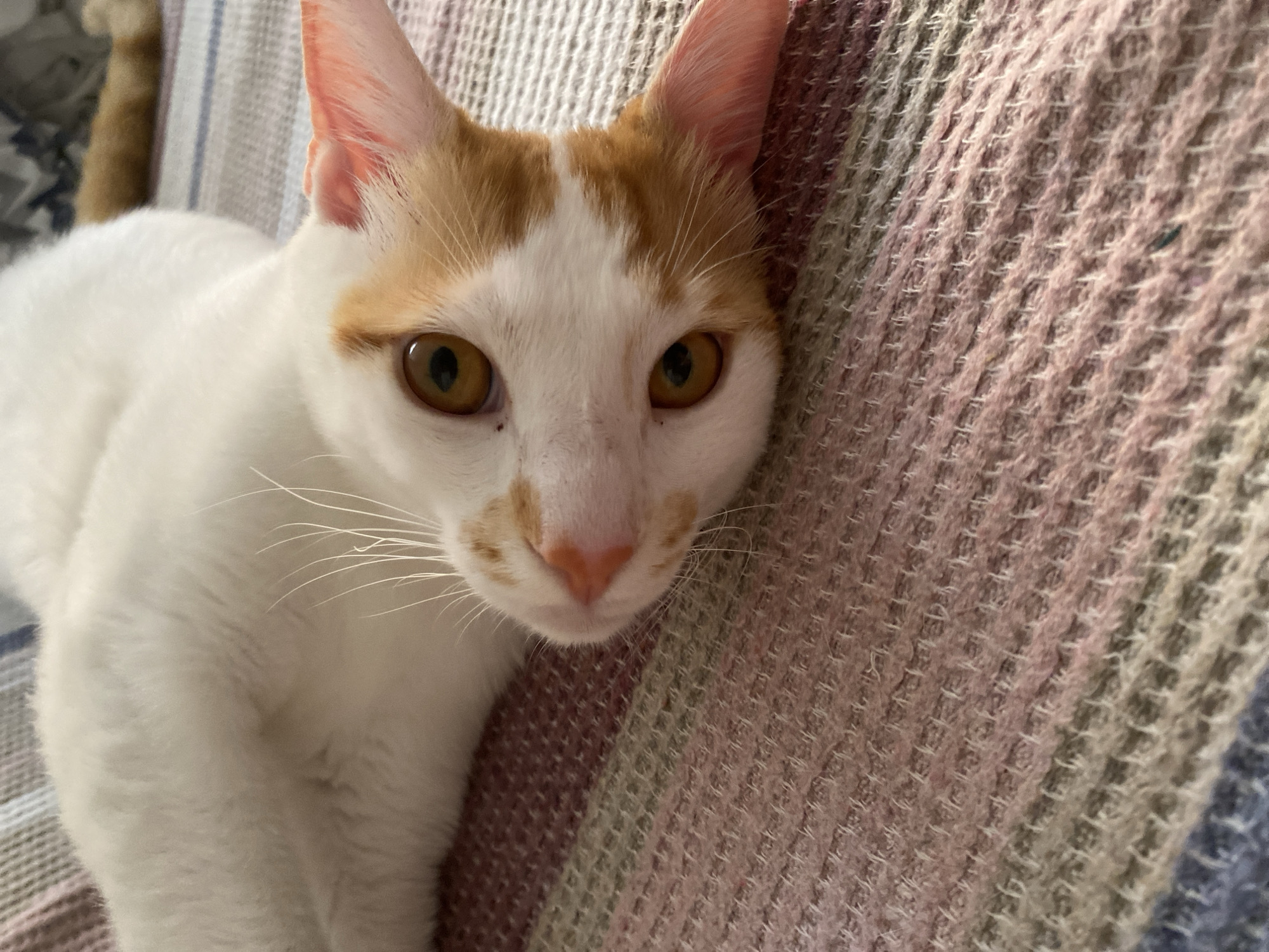 A close-up shot depicts a white cat with orange markings on its head and a pink nose. The cat is lying on a textured blanket with alternating stripes of pink, green, and blue. The cat's tail, also orange, is partially visible in the upper left corner. The cat has amber eyes and a few black freckles around its nose. There is no indication of a city or any element suggesting the location of Alanya, Turkey.
