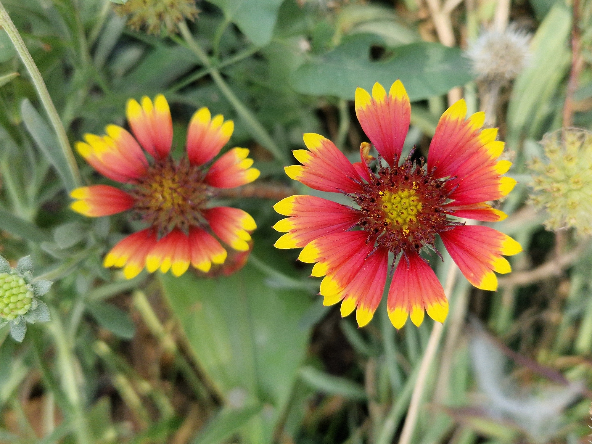 Two red and yellow daisy-like flowers are in focus against a blurred green background. The flower in the foreground is positioned in the lower center of the frame, with its petals spread outwards. The second flower is located in the upper center of the frame, slightly out of focus. In the upper left corner, a small, pale green bud is visible. The environment appears to be outdoors with soft natural light.
