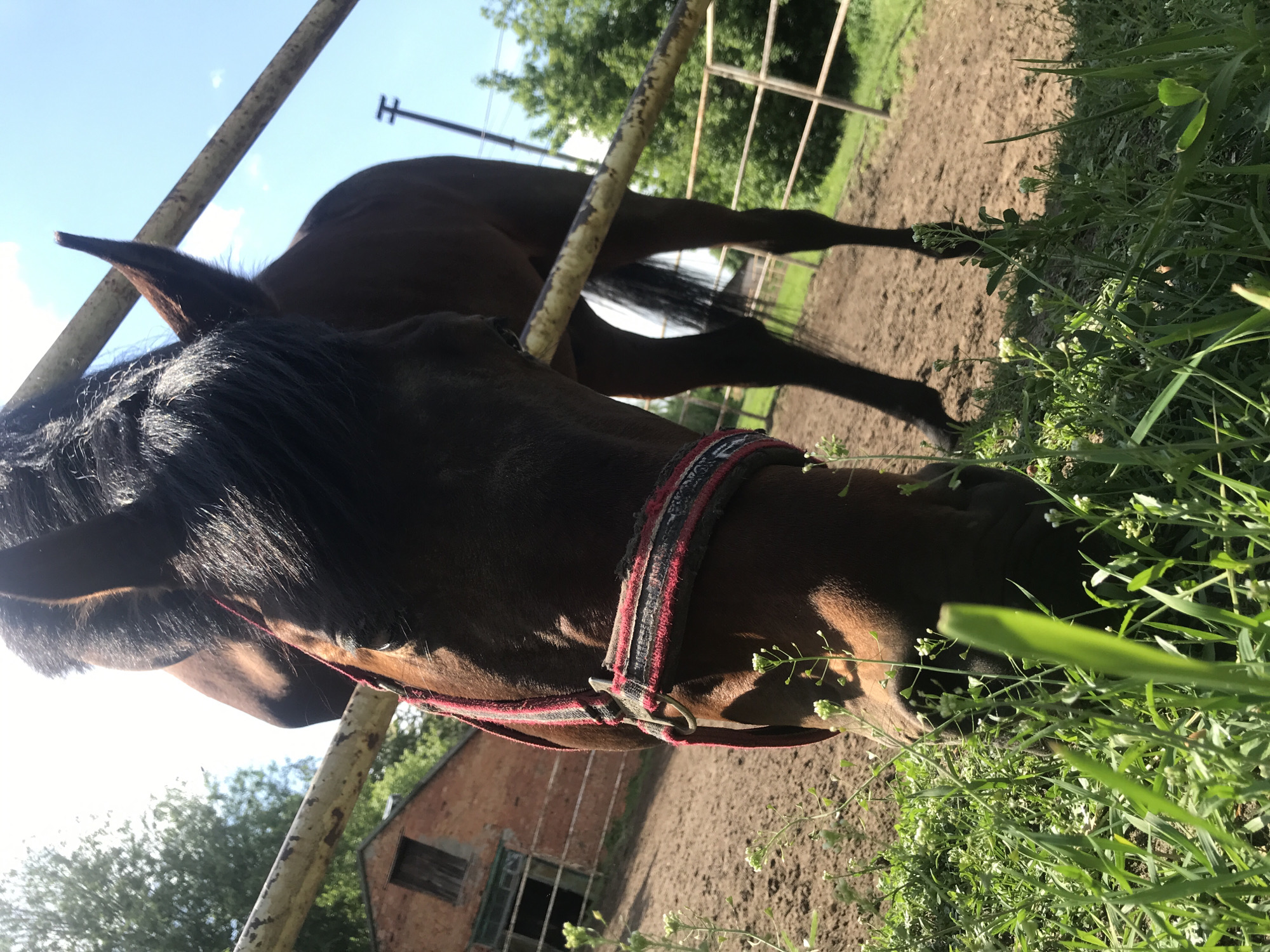 A brown horse with a black mane and a red-and-black halter is grazing on grass near a metal fence. The horse is partially in a fenced-in area of dirt. In the background is a brick building with a doorway and window. The location is Kharkiv, Ukraine.