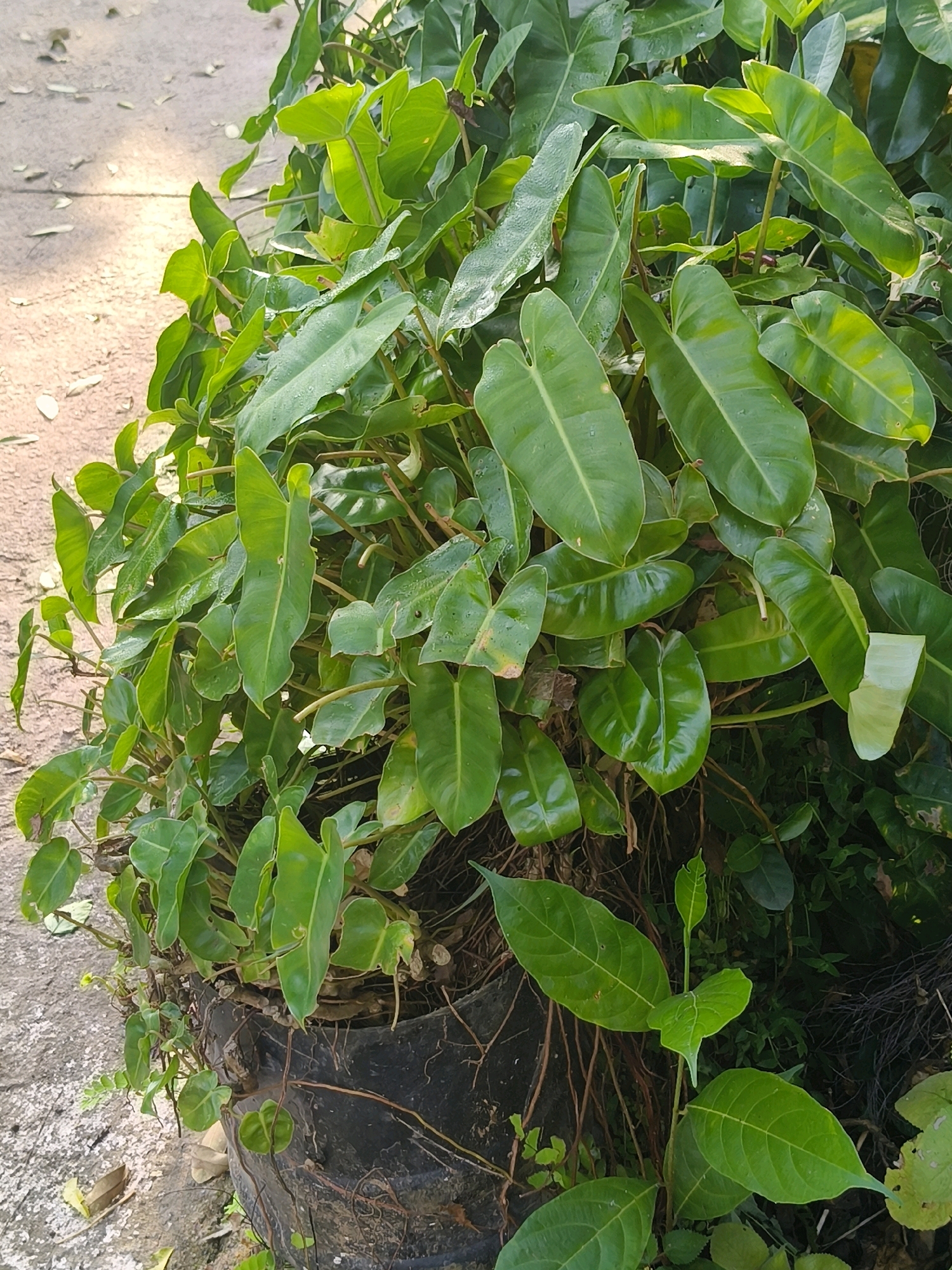 A lush green philodendron plant is the primary subject of this image, situated in a black planter. The planter is partially visible at the bottom of the frame, with its rough texture and exposed roots suggesting it may be a recycled tire. The plant is densely packed with large, glossy, heart-shaped leaves, some of which show small water droplets, indicating recent watering or dew. The plant is positioned on the edge of a paved area, likely a sidewalk or pathway, with scattered dry leaves on the ground. The background is a mix of more greenery and a lighter-toned, textured surface, possibly a wall or more ground. The lighting suggests it is daytime, with some areas of shade and sunlight dappling the scene. The image appears to have been taken in Vadakkumthodi SC Colony, India, based on the provided location context. There are no people or animals visible in the frame.